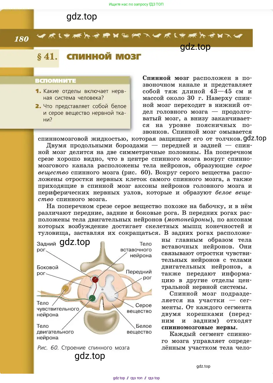 Биология, 8 класс Учебник, авторы: Пасечник Владимир Васильевич, Каменский Андрей Александрович, Швецов Глеб Геннадьевич, издательство Просвещение, Москва, 2019, страница 180