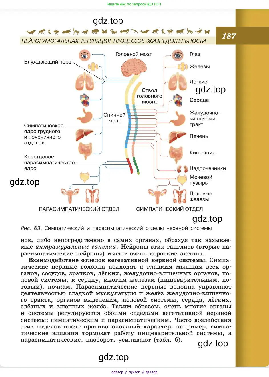 Биология, 8 класс Учебник, авторы: Пасечник Владимир Васильевич, Каменский Андрей Александрович, Швецов Глеб Геннадьевич, издательство Просвещение, Москва, 2019, страница 187