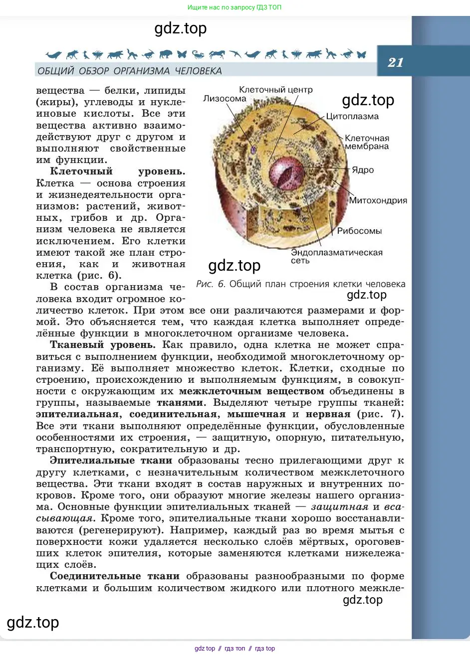 Биология, 8 класс Учебник, авторы: Пасечник Владимир Васильевич, Каменский Андрей Александрович, Швецов Глеб Геннадьевич, издательство Просвещение, Москва, 2019, страница 21
