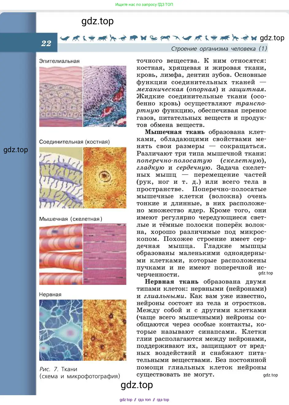 Биология, 8 класс Учебник, авторы: Пасечник Владимир Васильевич, Каменский Андрей Александрович, Швецов Глеб Геннадьевич, издательство Просвещение, Москва, 2019, страница 22