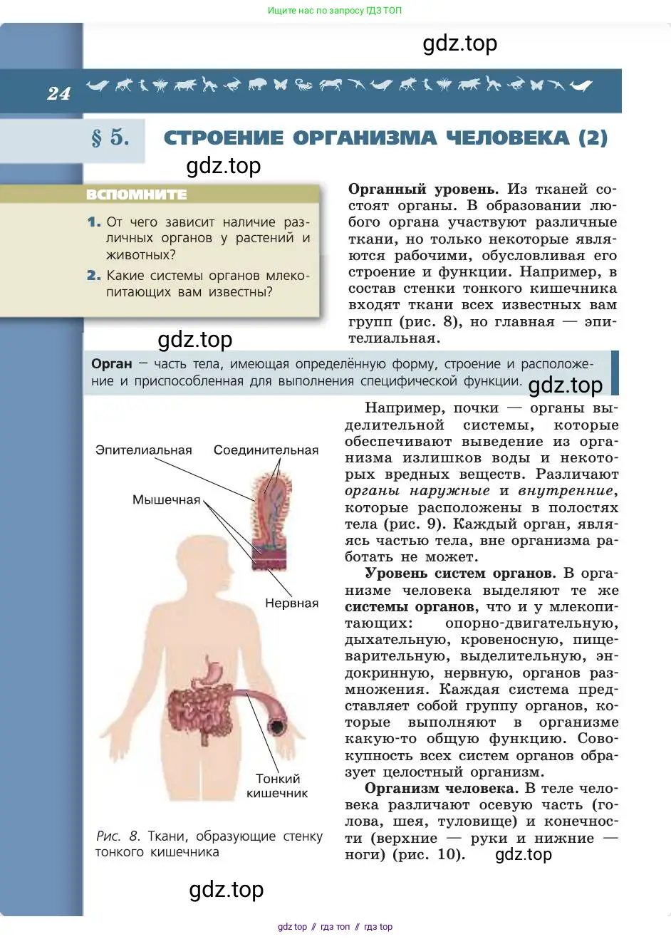 Биология, 8 класс Учебник, авторы: Пасечник Владимир Васильевич, Каменский Андрей Александрович, Швецов Глеб Геннадьевич, издательство Просвещение, Москва, 2019, страница 24