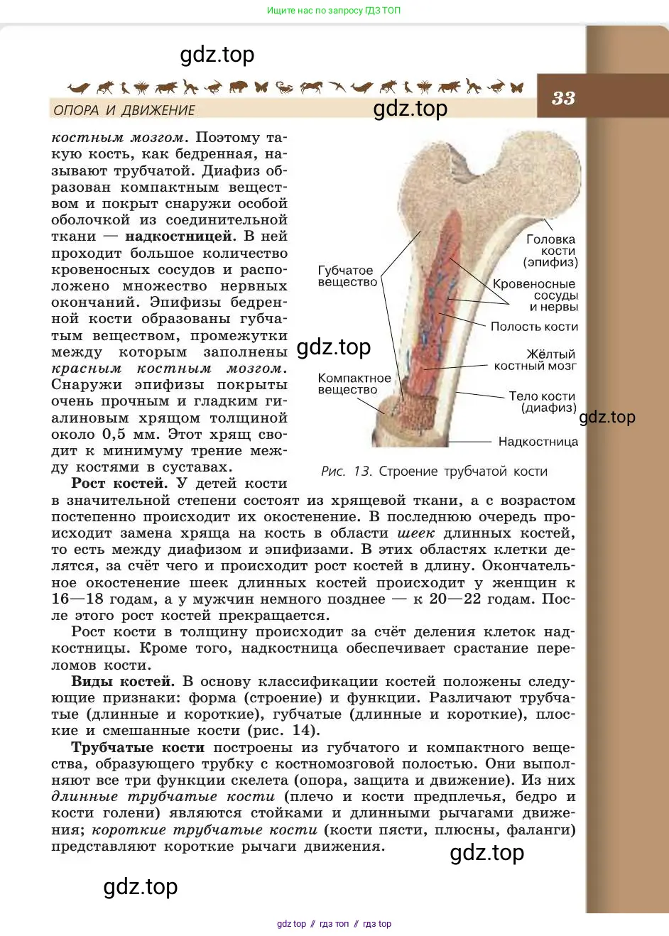 Биология, 8 класс Учебник, авторы: Пасечник Владимир Васильевич, Каменский Андрей Александрович, Швецов Глеб Геннадьевич, издательство Просвещение, Москва, 2019, страница 33