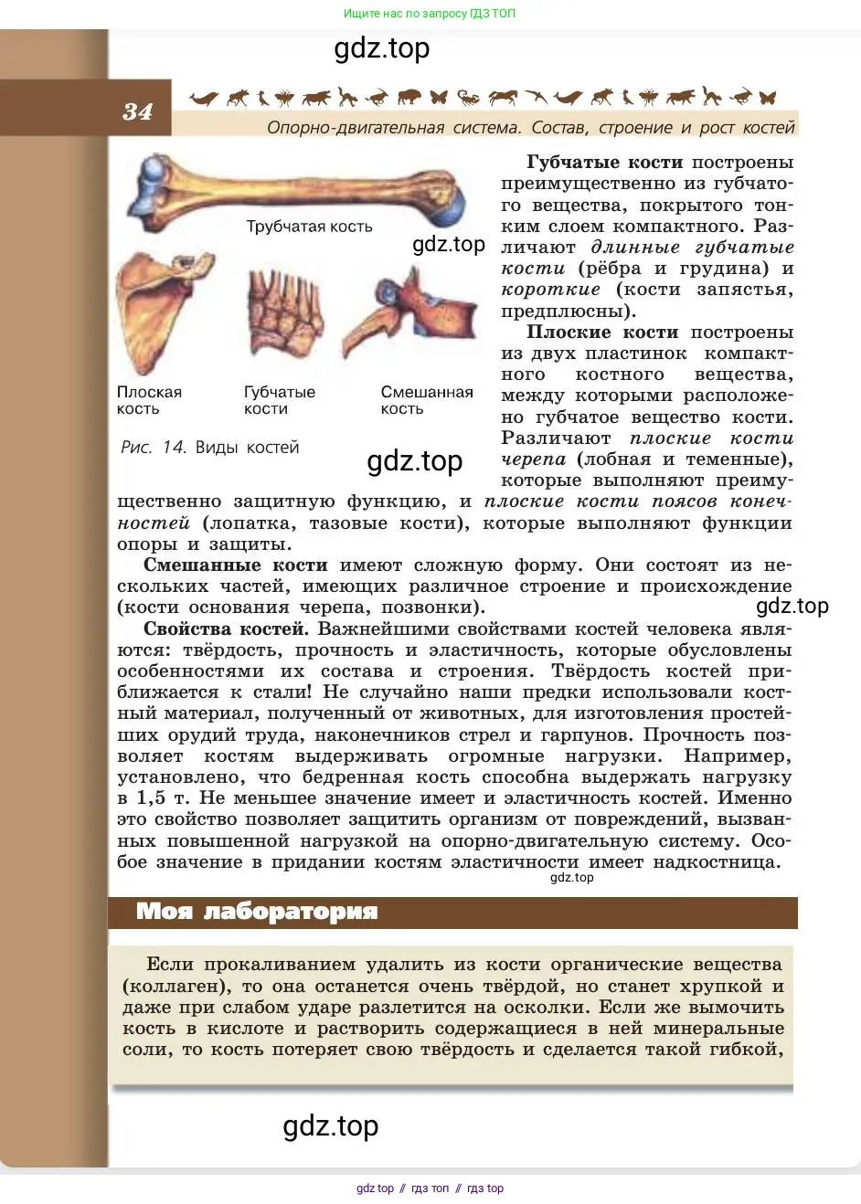 Биология, 8 класс Учебник, авторы: Пасечник Владимир Васильевич, Каменский Андрей Александрович, Швецов Глеб Геннадьевич, издательство Просвещение, Москва, 2019, страница 34