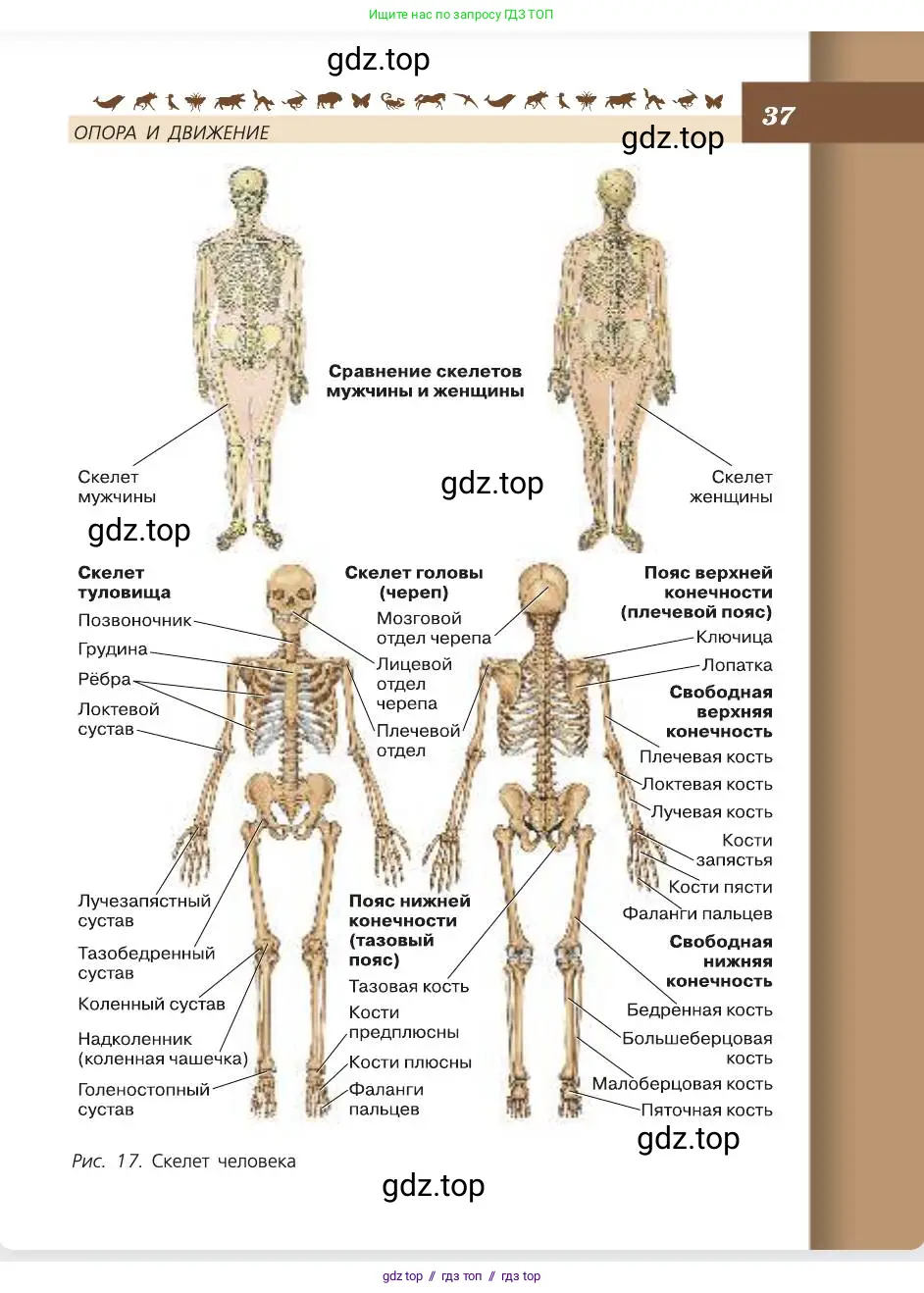 Биология, 8 класс Учебник, авторы: Пасечник Владимир Васильевич, Каменский Андрей Александрович, Швецов Глеб Геннадьевич, издательство Просвещение, Москва, 2019, страница 37