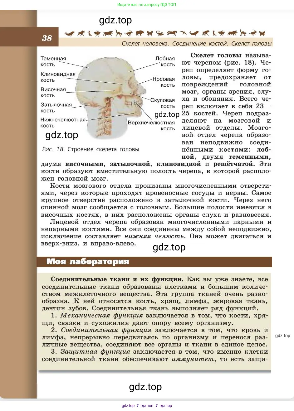 Биология, 8 класс Учебник, авторы: Пасечник Владимир Васильевич, Каменский Андрей Александрович, Швецов Глеб Геннадьевич, издательство Просвещение, Москва, 2019, страница 38