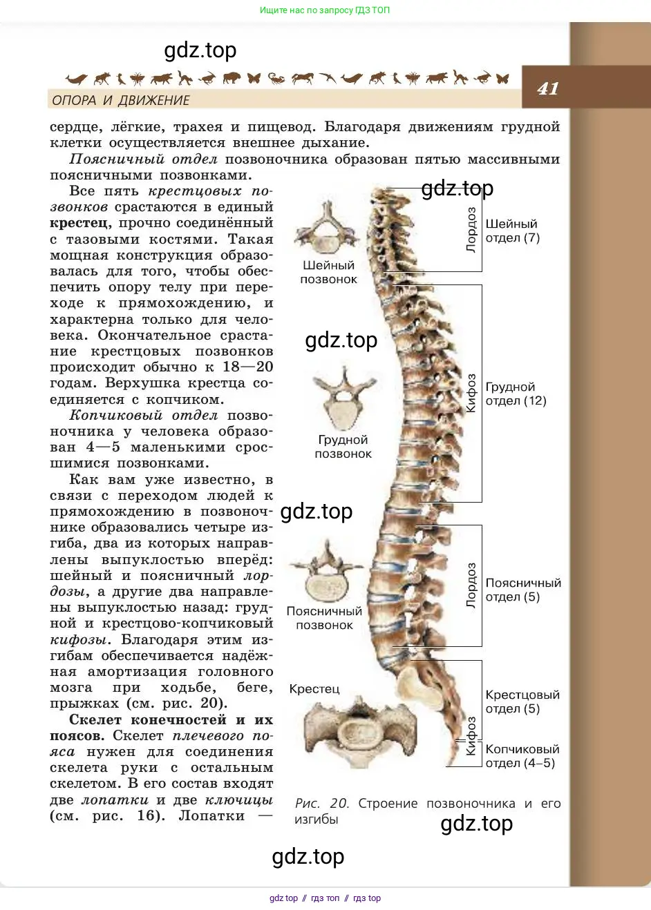 Биология, 8 класс Учебник, авторы: Пасечник Владимир Васильевич, Каменский Андрей Александрович, Швецов Глеб Геннадьевич, издательство Просвещение, Москва, 2019, страница 41