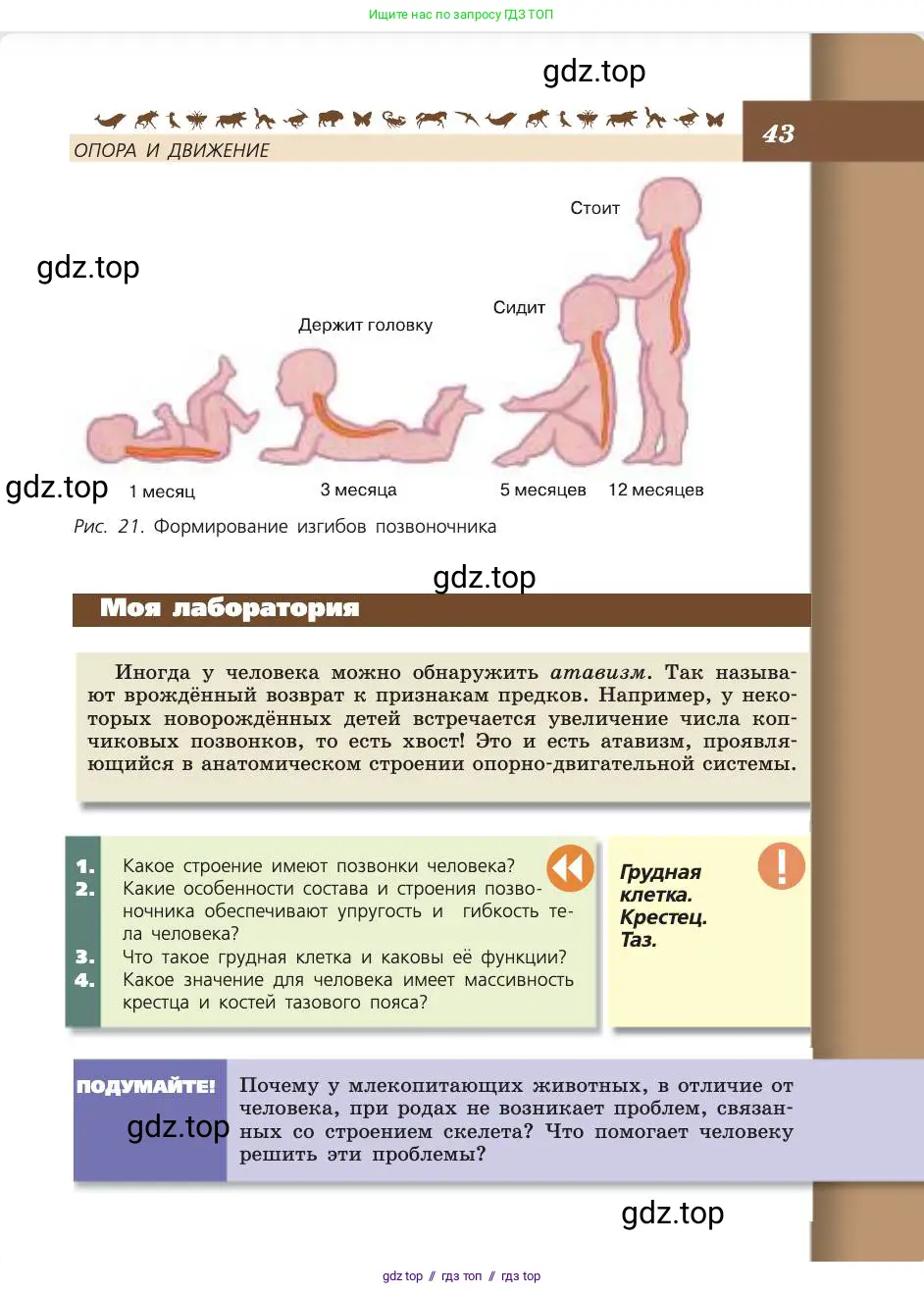 Биология, 8 класс Учебник, авторы: Пасечник Владимир Васильевич, Каменский Андрей Александрович, Швецов Глеб Геннадьевич, издательство Просвещение, Москва, 2019, страница 43