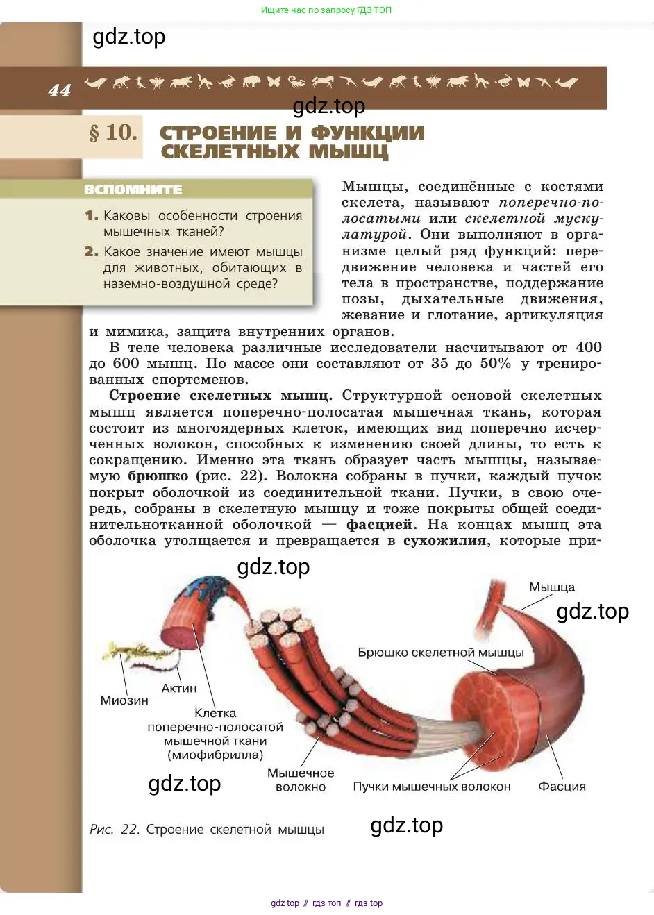 Биология, 8 класс Учебник, авторы: Пасечник Владимир Васильевич, Каменский Андрей Александрович, Швецов Глеб Геннадьевич, издательство Просвещение, Москва, 2019, страница 44