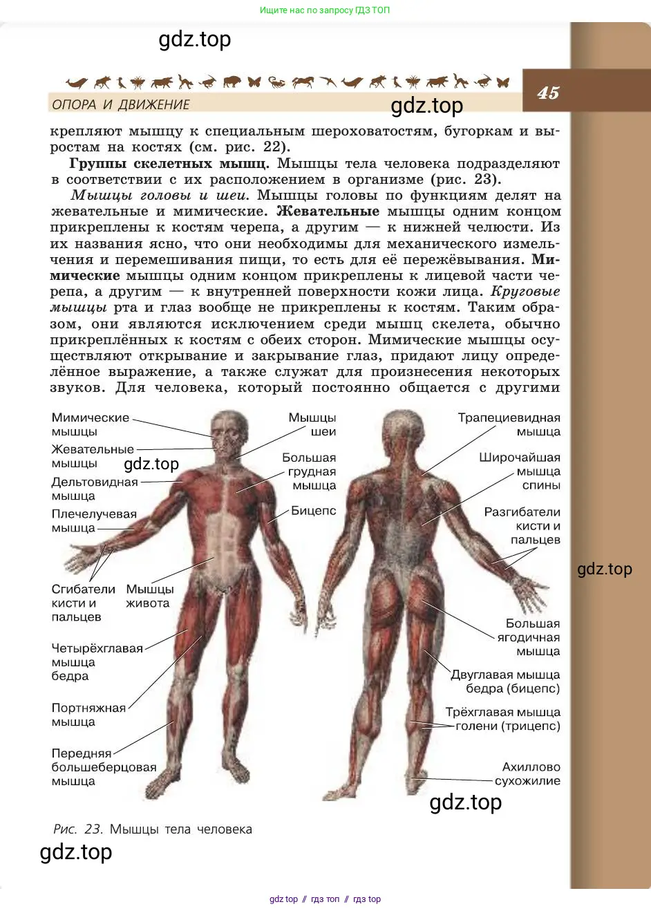 Биология, 8 класс Учебник, авторы: Пасечник Владимир Васильевич, Каменский Андрей Александрович, Швецов Глеб Геннадьевич, издательство Просвещение, Москва, 2019, страница 45