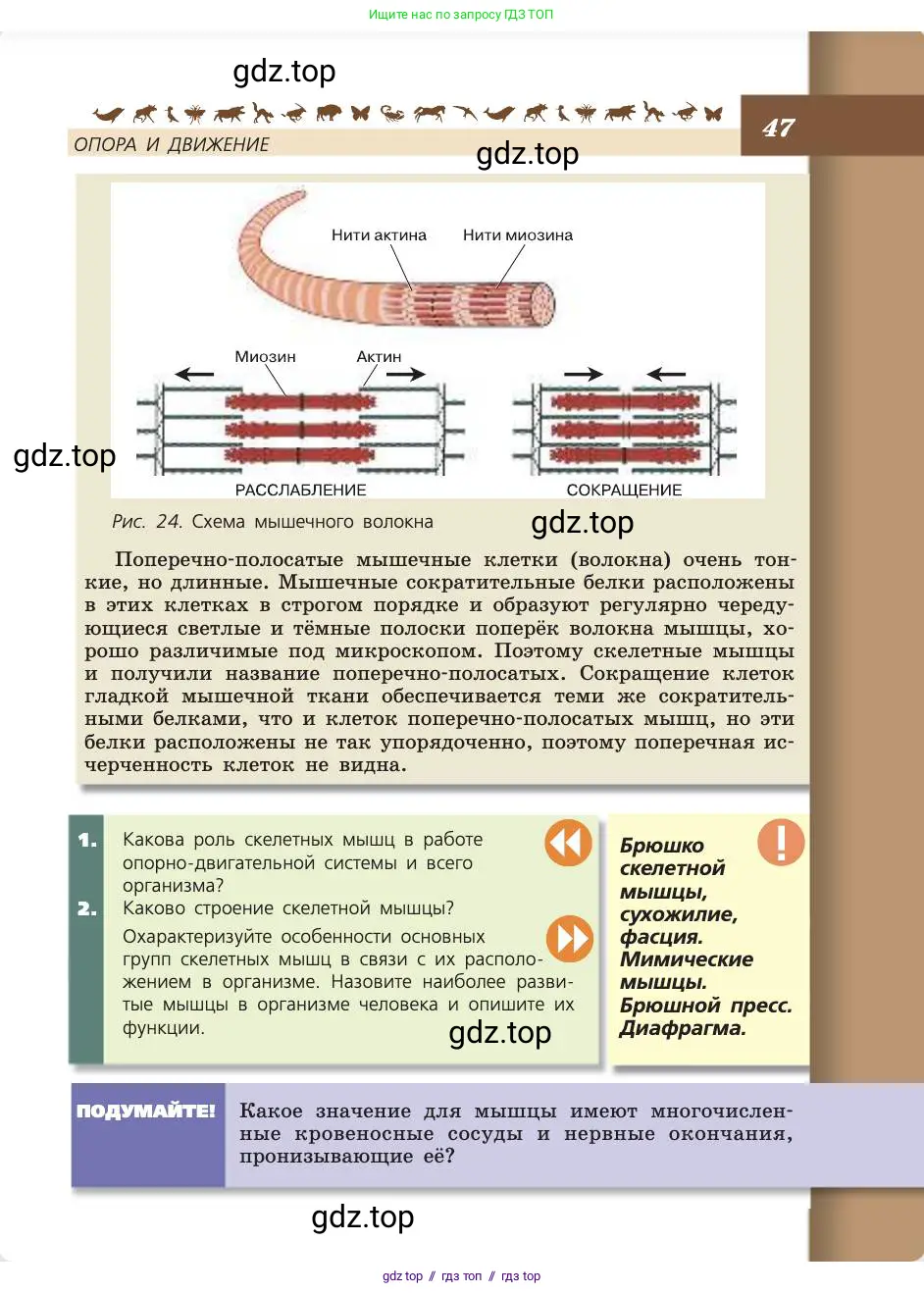 Биология, 8 класс Учебник, авторы: Пасечник Владимир Васильевич, Каменский Андрей Александрович, Швецов Глеб Геннадьевич, издательство Просвещение, Москва, 2019, страница 47