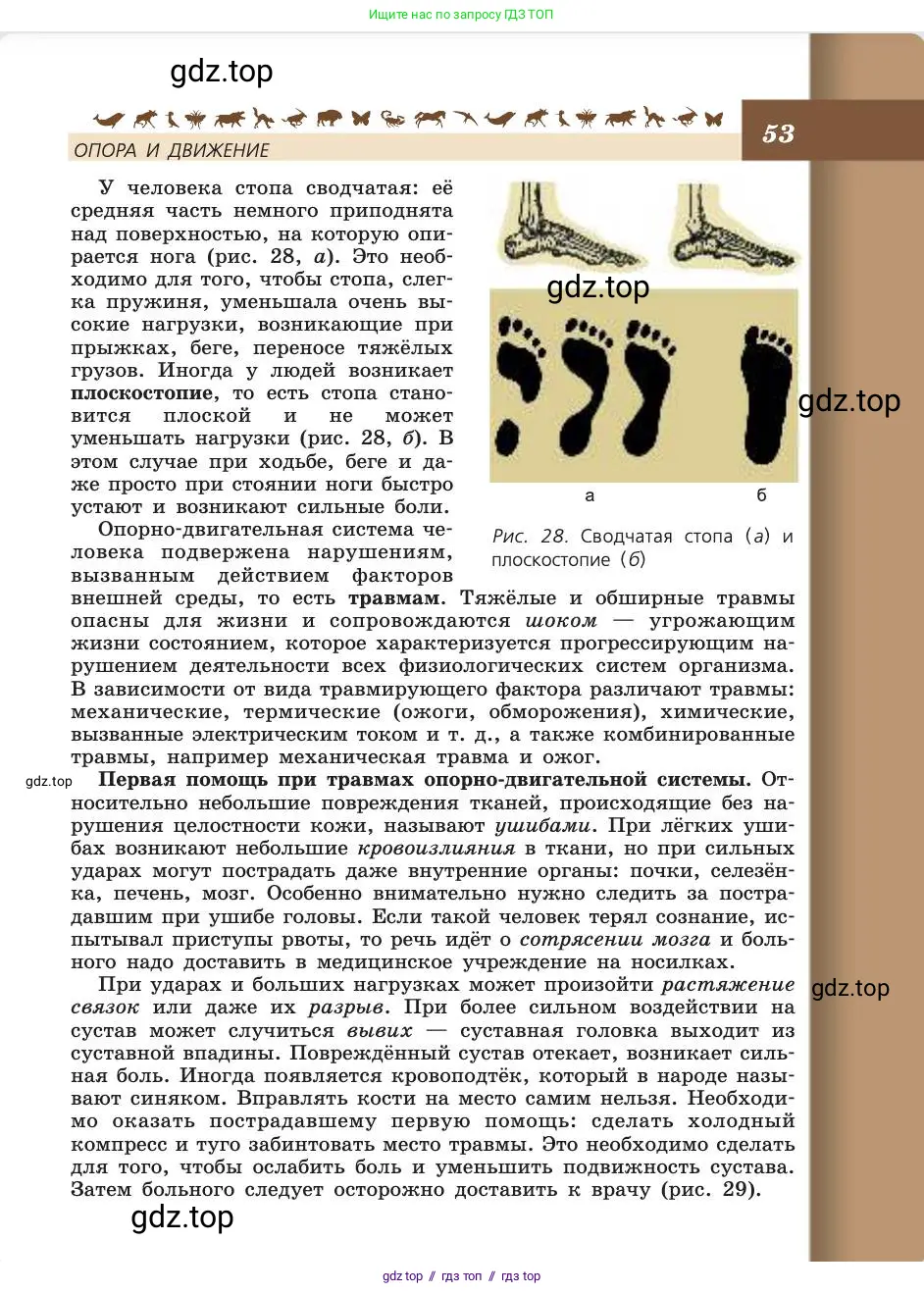 Биология, 8 класс Учебник, авторы: Пасечник Владимир Васильевич, Каменский Андрей Александрович, Швецов Глеб Геннадьевич, издательство Просвещение, Москва, 2019, страница 53