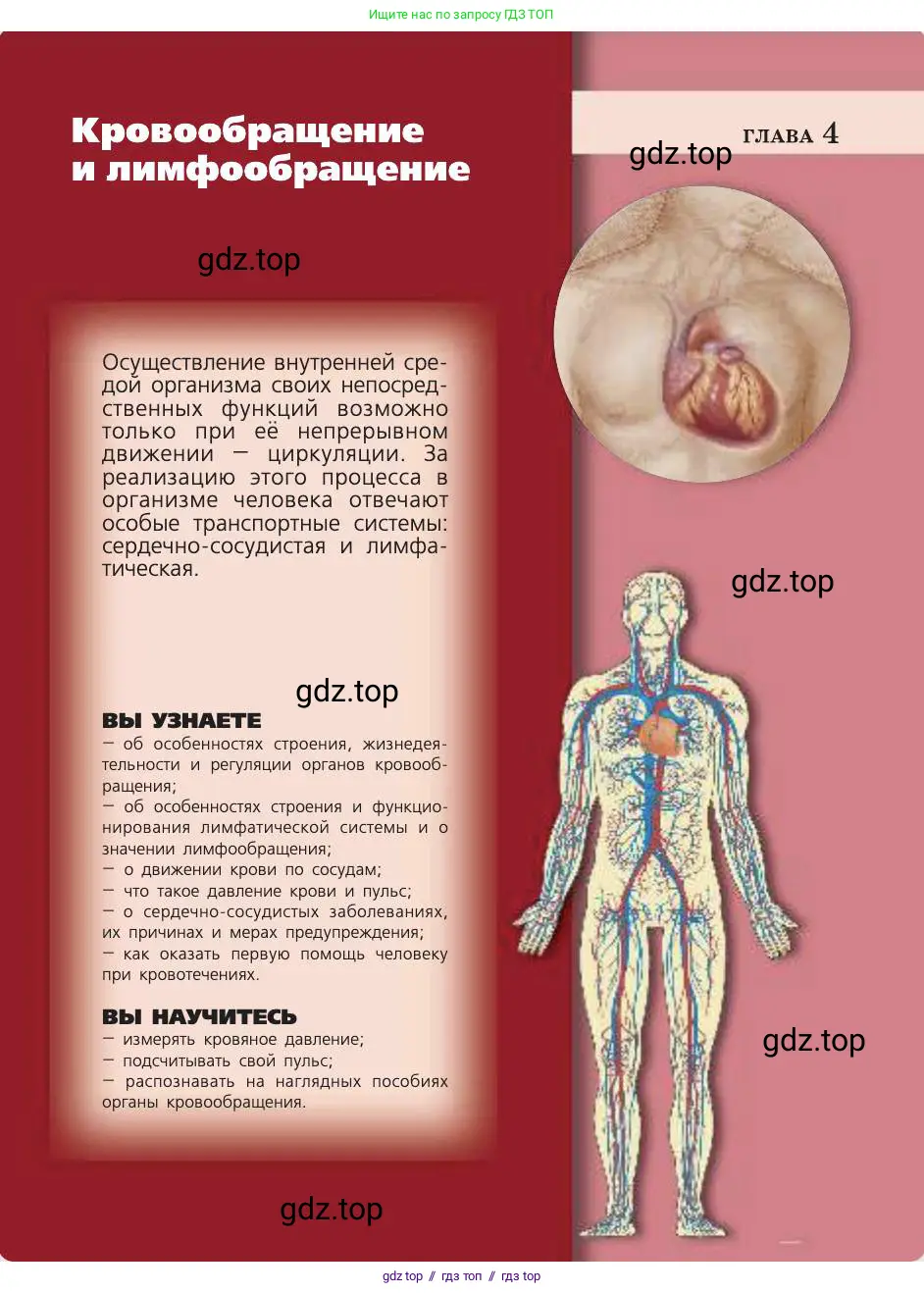 Биология, 8 класс Учебник, авторы: Пасечник Владимир Васильевич, Каменский Андрей Александрович, Швецов Глеб Геннадьевич, издательство Просвещение, Москва, 2019, страница 75