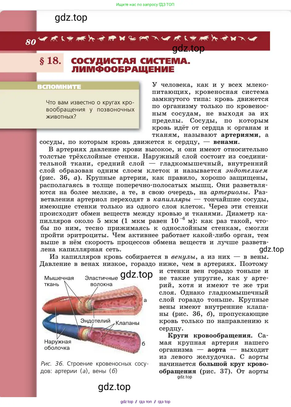 Биология, 8 класс Учебник, авторы: Пасечник Владимир Васильевич, Каменский Андрей Александрович, Швецов Глеб Геннадьевич, издательство Просвещение, Москва, 2019, страница 80