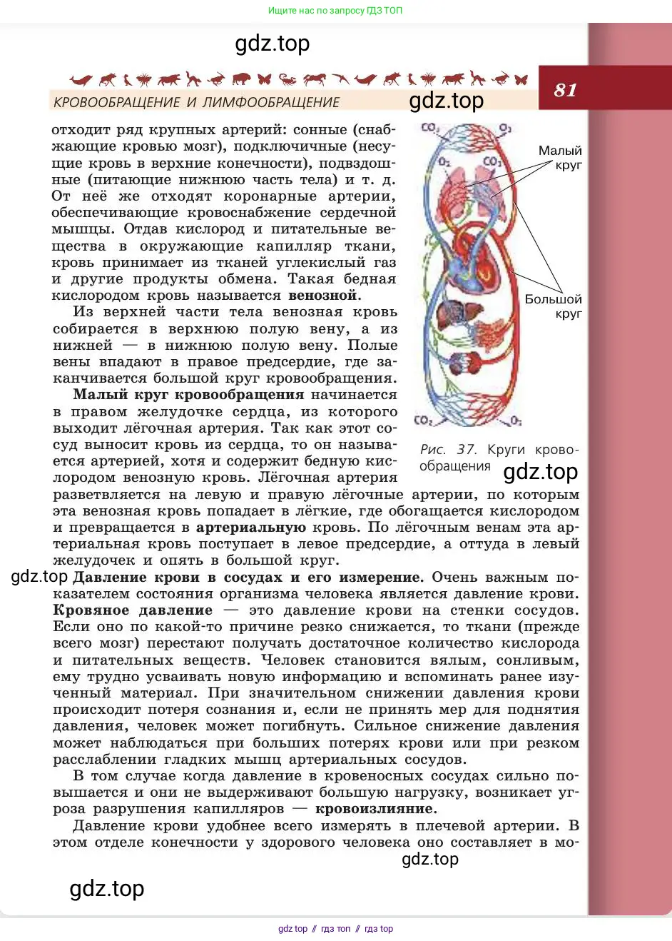 Биология, 8 класс Учебник, авторы: Пасечник Владимир Васильевич, Каменский Андрей Александрович, Швецов Глеб Геннадьевич, издательство Просвещение, Москва, 2019, страница 81