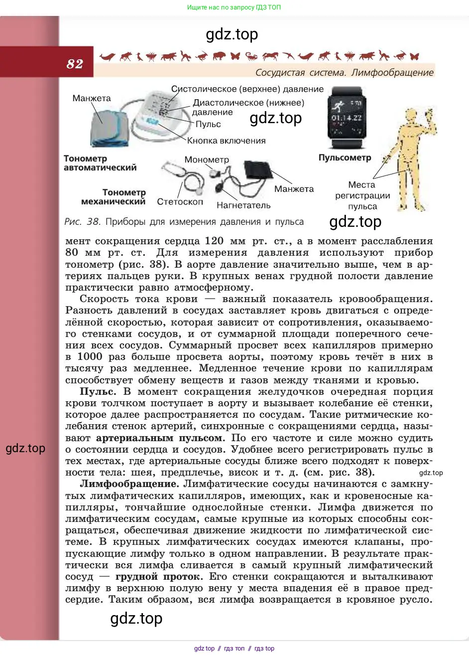 Биология, 8 класс Учебник, авторы: Пасечник Владимир Васильевич, Каменский Андрей Александрович, Швецов Глеб Геннадьевич, издательство Просвещение, Москва, 2019, страница 82