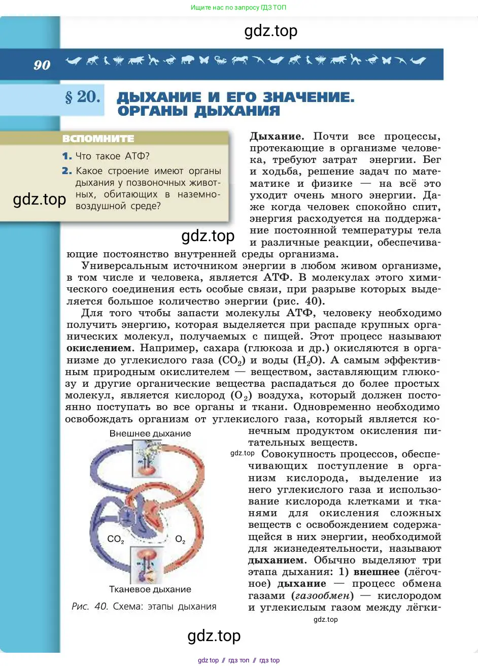 Биология, 8 класс Учебник, авторы: Пасечник Владимир Васильевич, Каменский Андрей Александрович, Швецов Глеб Геннадьевич, издательство Просвещение, Москва, 2019, страница 90