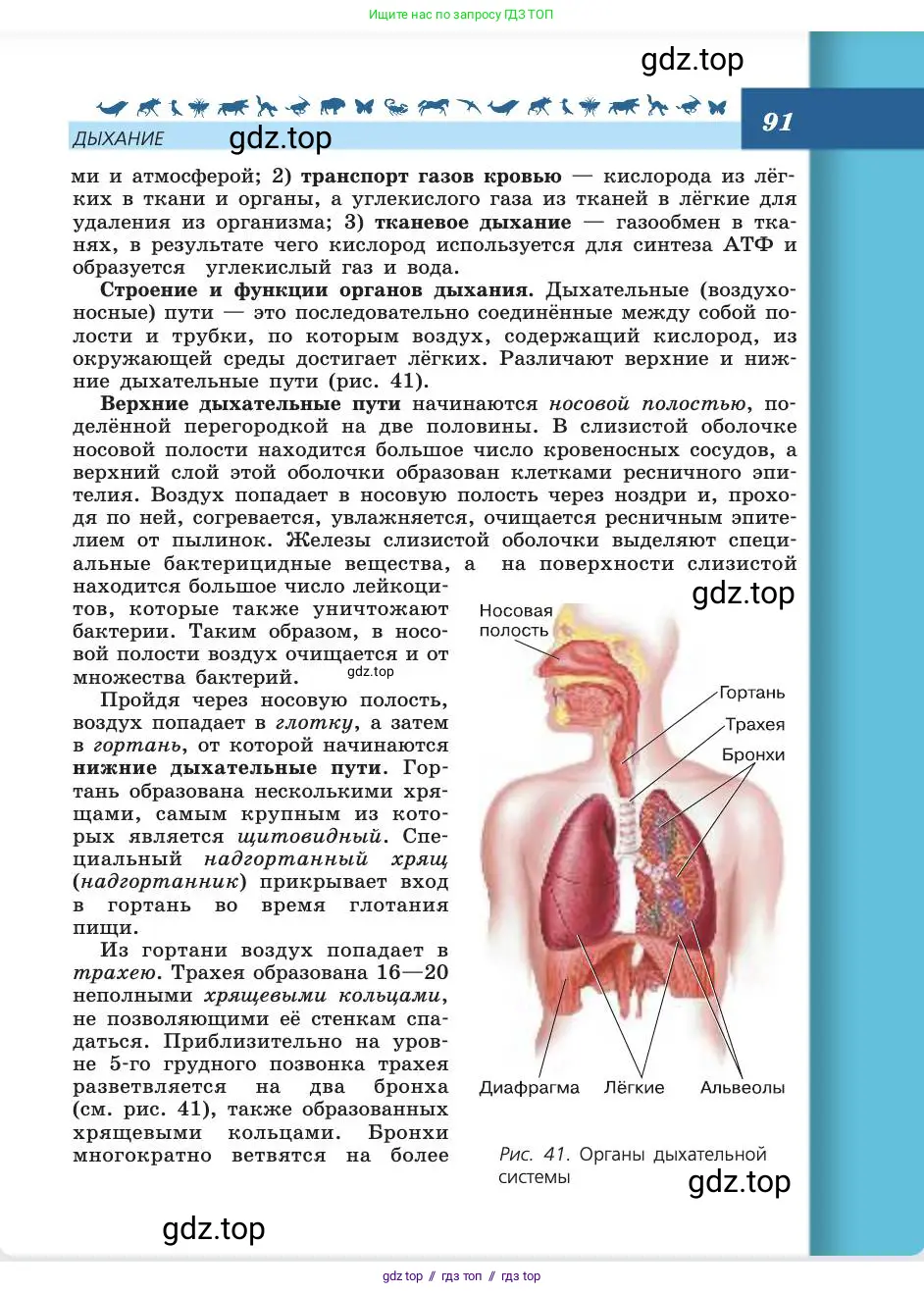 Биология, 8 класс Учебник, авторы: Пасечник Владимир Васильевич, Каменский Андрей Александрович, Швецов Глеб Геннадьевич, издательство Просвещение, Москва, 2019, страница 91