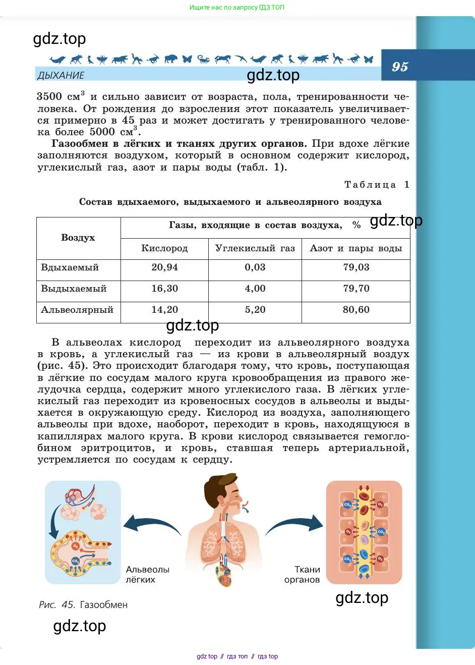Биология, 8 класс Учебник, авторы: Пасечник Владимир Васильевич, Каменский Андрей Александрович, Швецов Глеб Геннадьевич, издательство Просвещение, Москва, 2019, страница 95