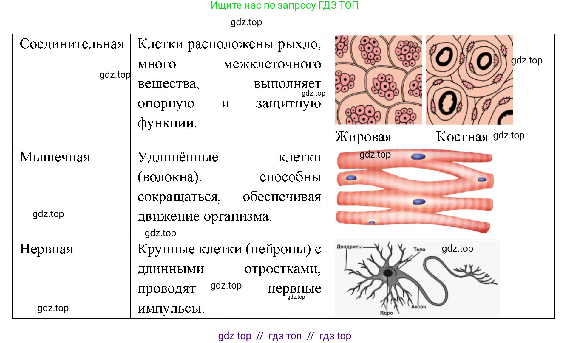 Биология, 8 класс Учебник, авторы: Пасечник Владимир Васильевич, Каменский Андрей Александрович, Швецов Глеб Геннадьевич, издательство Просвещение, Москва, 2019, страница 23, Решение (продолжение 2)
