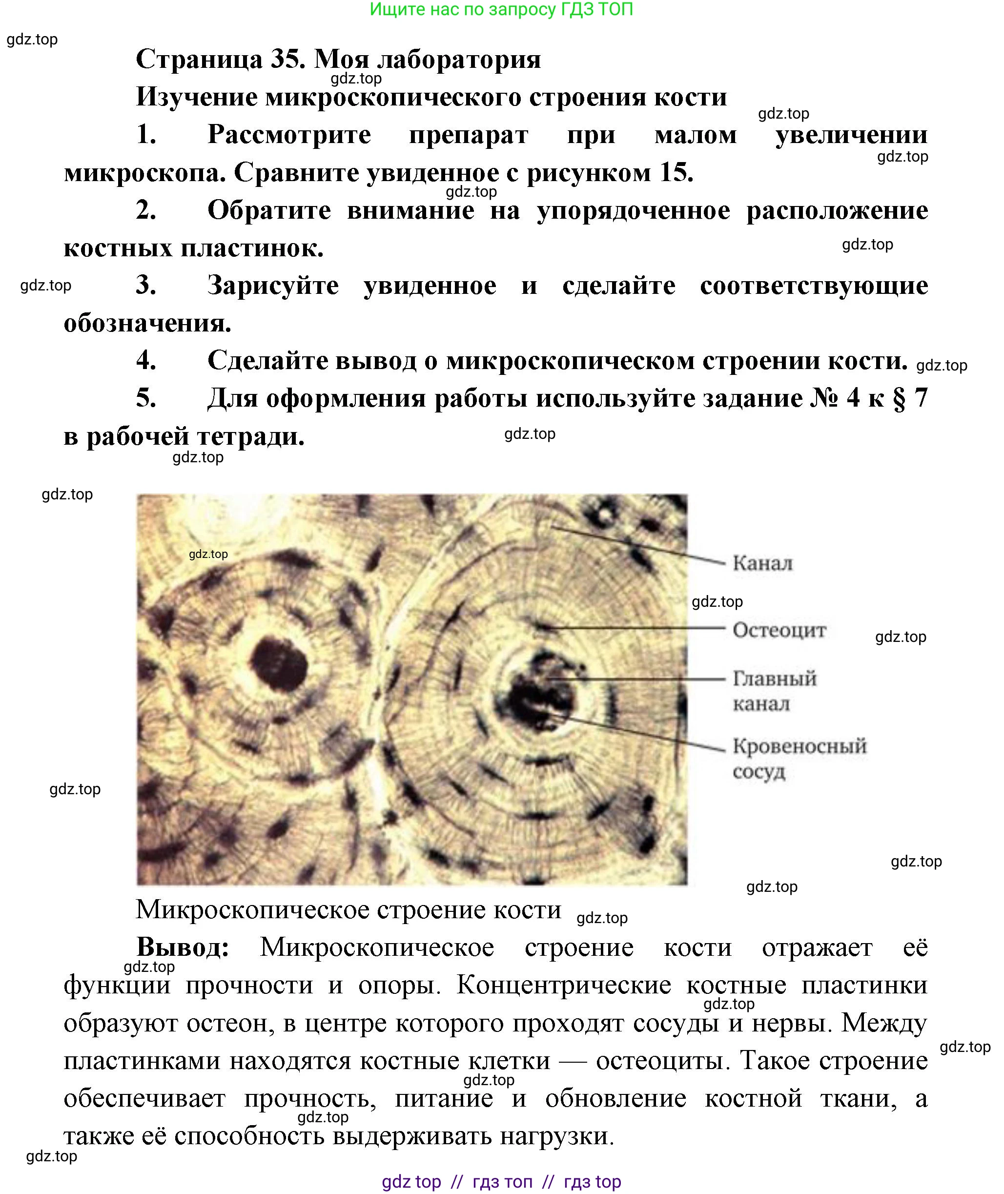 Биология, 8 класс Учебник, авторы: Пасечник Владимир Васильевич, Каменский Андрей Александрович, Швецов Глеб Геннадьевич, издательство Просвещение, Москва, 2019, страница 35, Решение