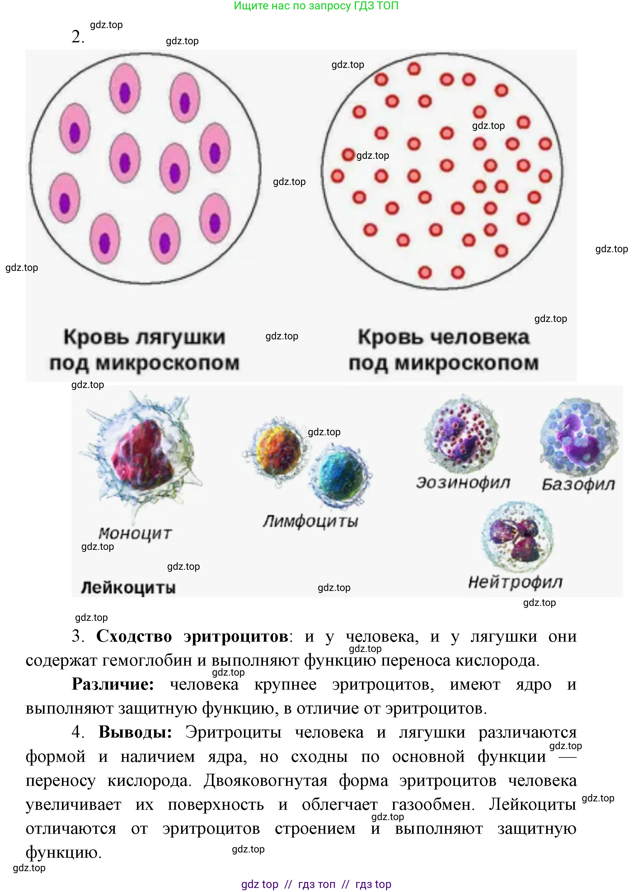 Биология, 8 класс Учебник, авторы: Пасечник Владимир Васильевич, Каменский Андрей Александрович, Швецов Глеб Геннадьевич, издательство Просвещение, Москва, 2019, страница 68, Решение (продолжение 2)