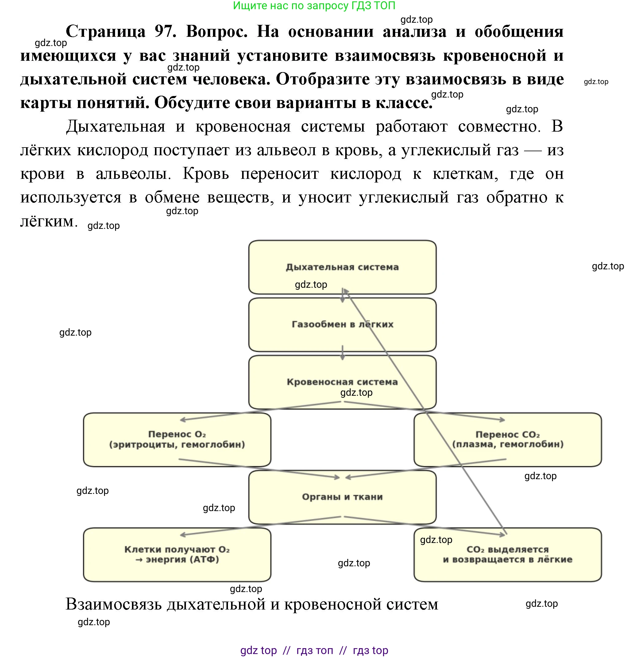 Биология, 8 класс Учебник, авторы: Пасечник Владимир Васильевич, Каменский Андрей Александрович, Швецов Глеб Геннадьевич, издательство Просвещение, Москва, 2019, страница 97, номер 1, Решение