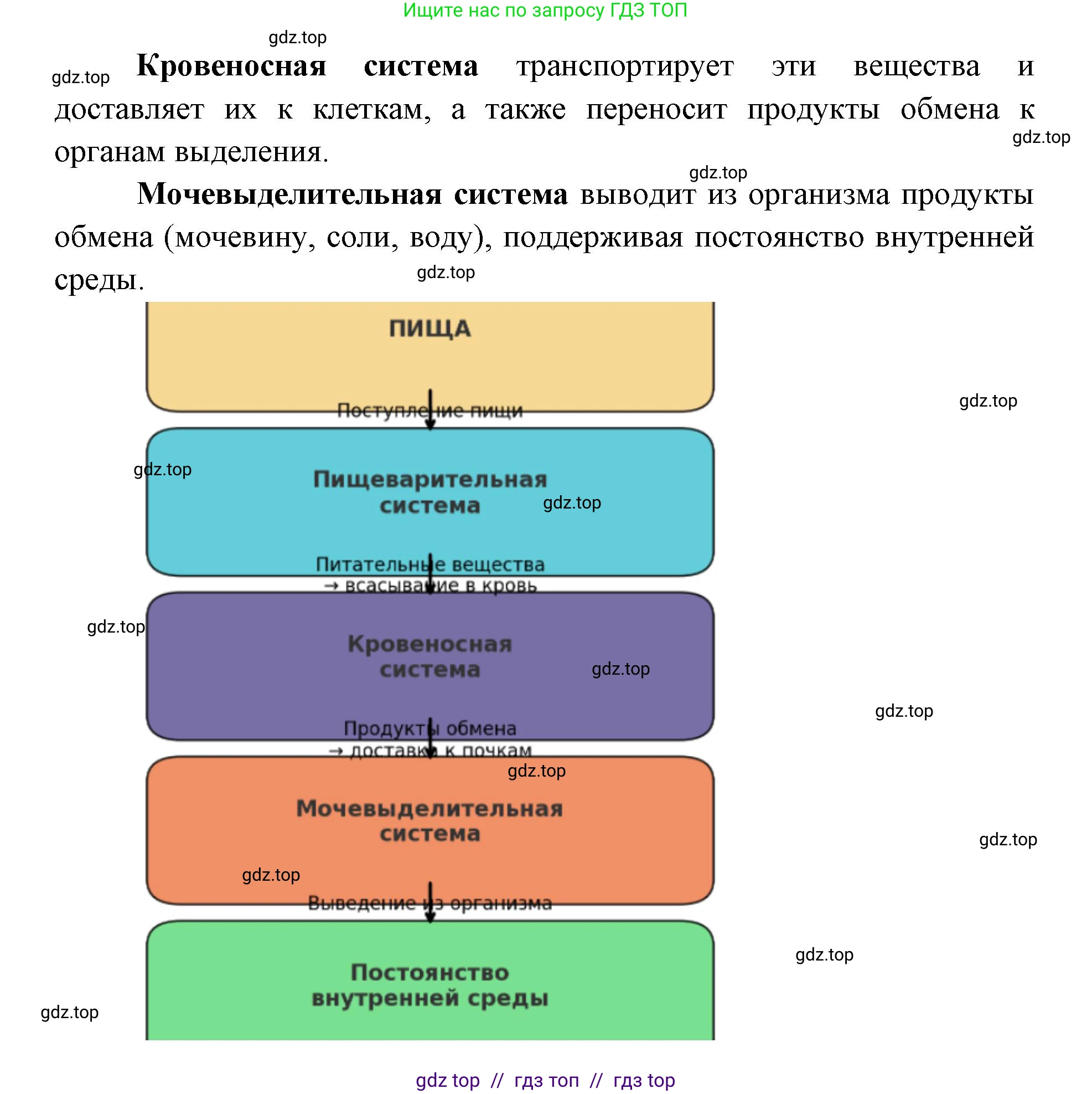 Биология, 8 класс Учебник, авторы: Пасечник Владимир Васильевич, Каменский Андрей Александрович, Швецов Глеб Геннадьевич, издательство Просвещение, Москва, 2019, страница 155, номер 1, Решение (продолжение 2)