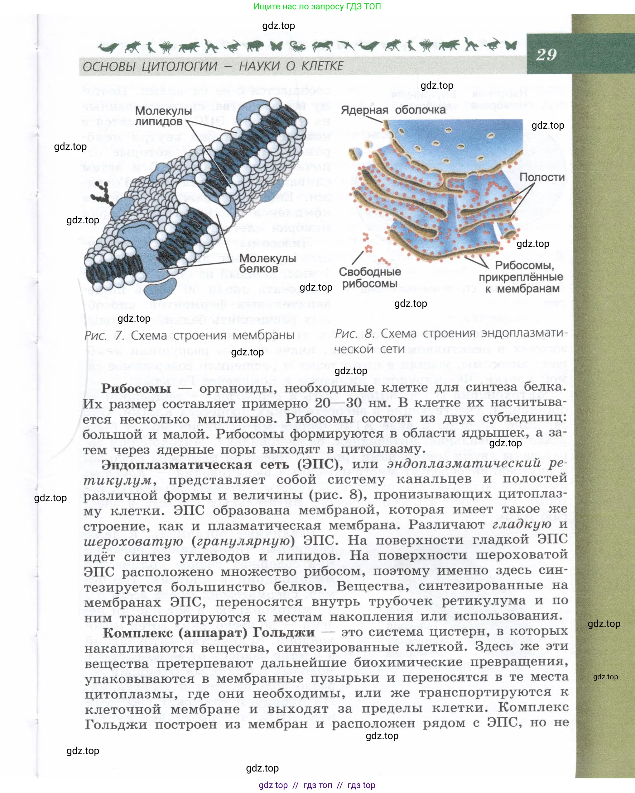 Биология, 9 класс Учебник, автор: Пасечник Владимир Васильевич, издательство Просвещение, Москва, 2019, страница 29