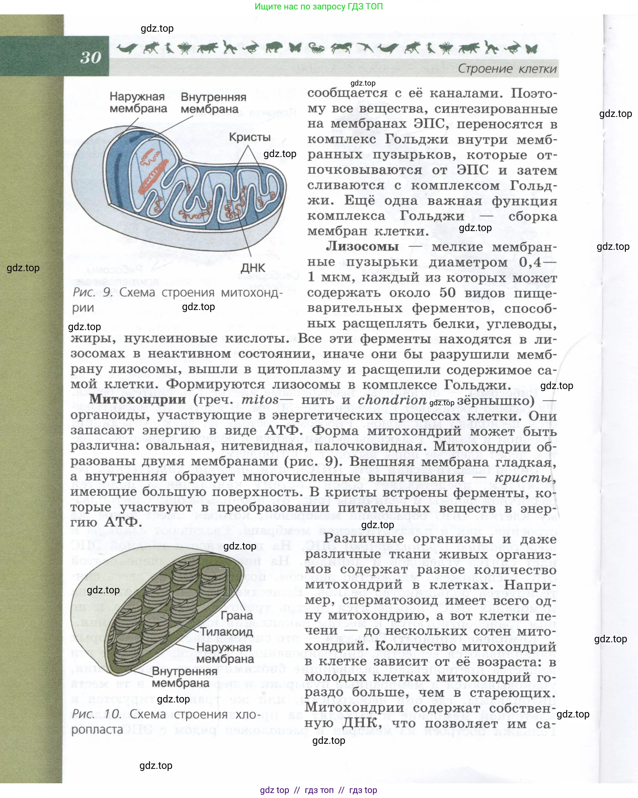 Биология, 9 класс Учебник, автор: Пасечник Владимир Васильевич, издательство Просвещение, Москва, 2019, страница 30