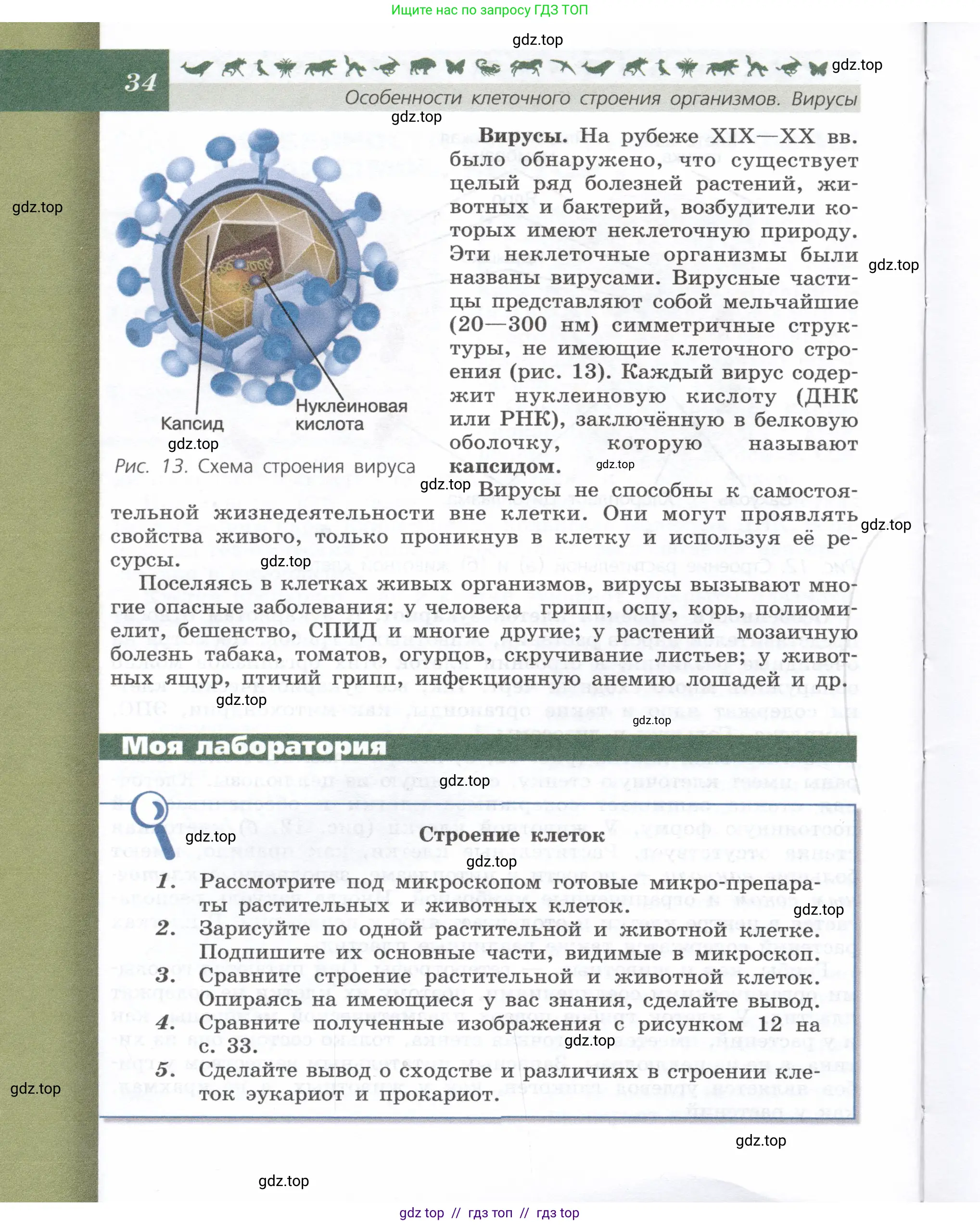 Биология, 9 класс Учебник, автор: Пасечник Владимир Васильевич, издательство Просвещение, Москва, 2019, страница 34