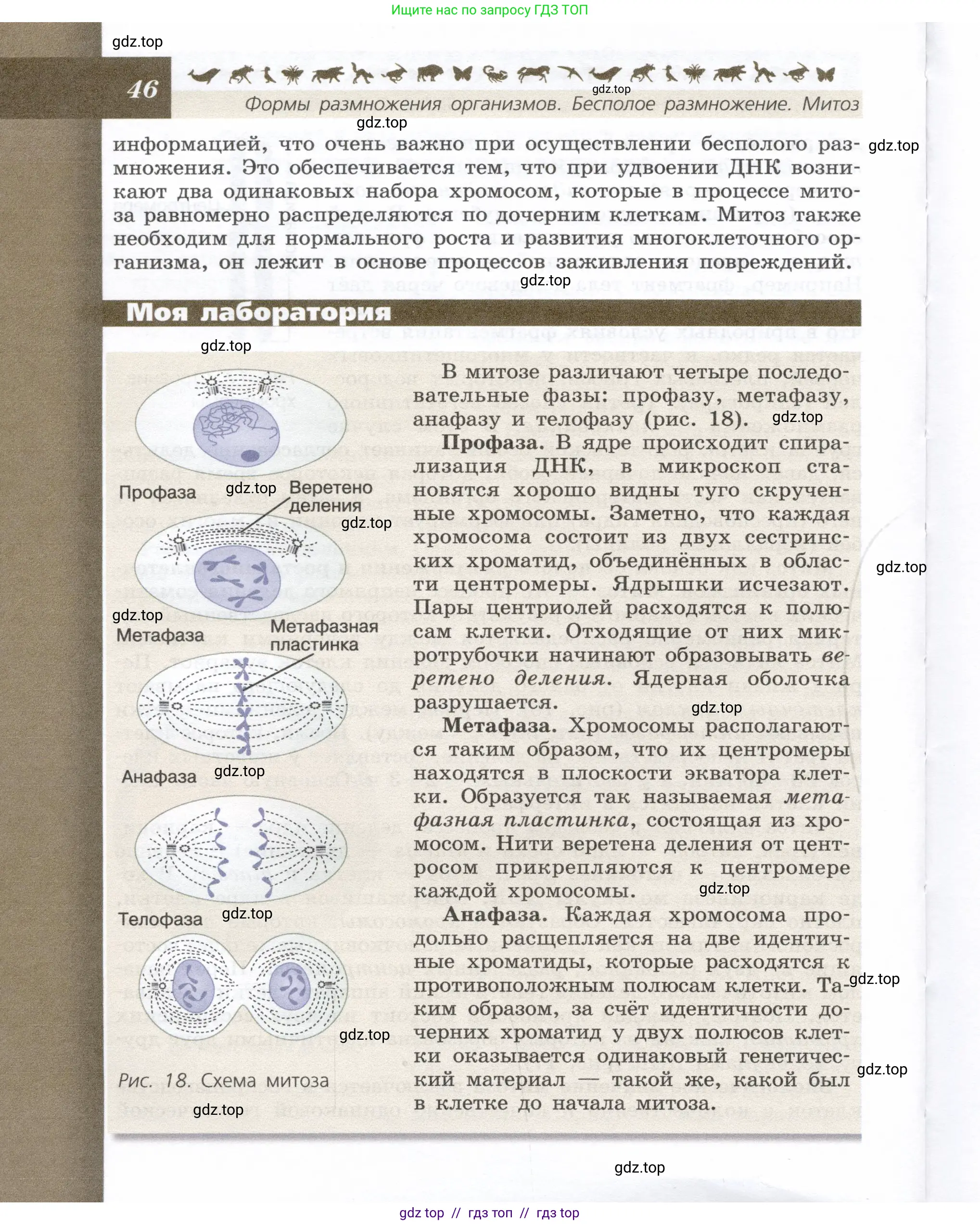 Биология, 9 класс Учебник, автор: Пасечник Владимир Васильевич, издательство Просвещение, Москва, 2019, страница 46
