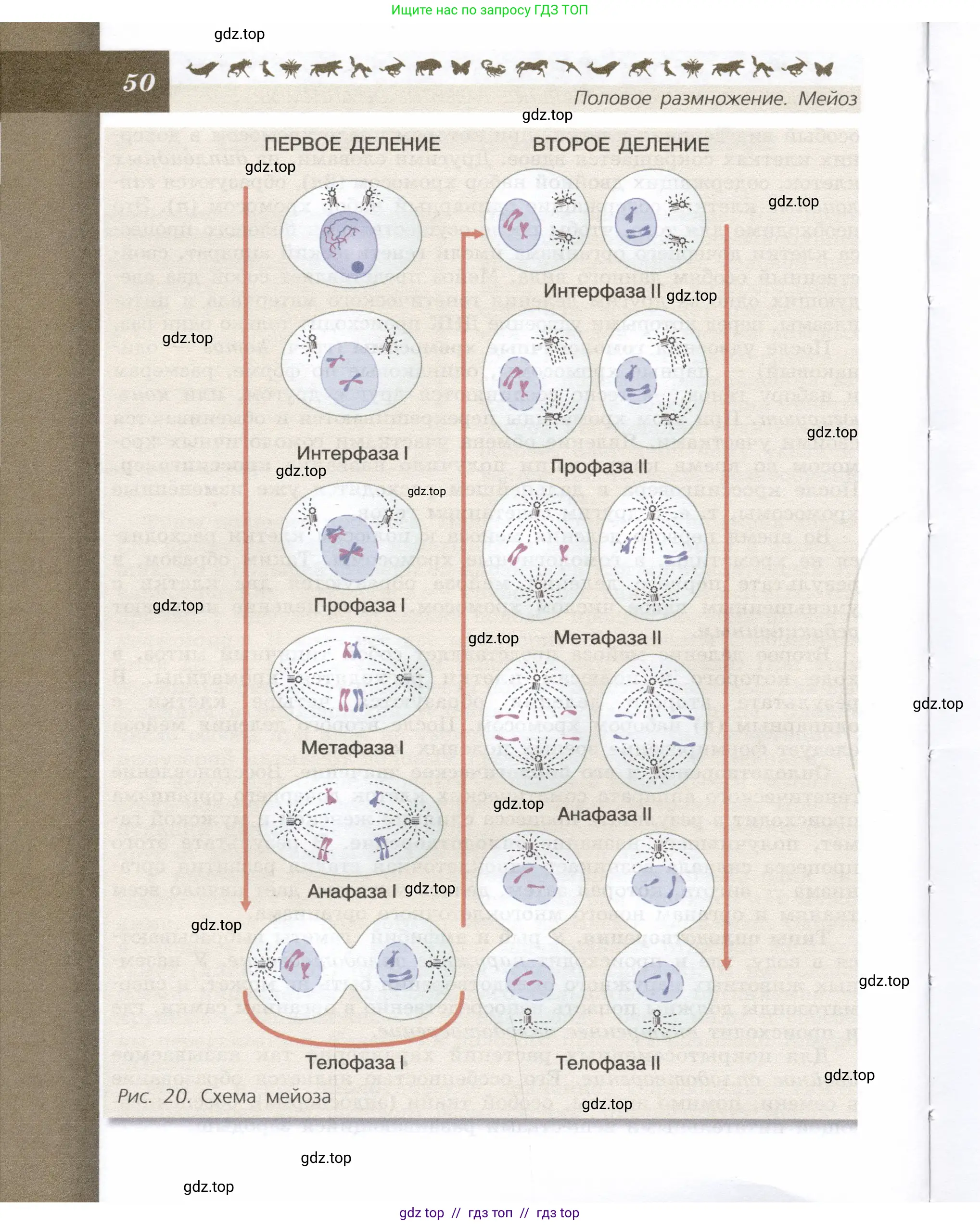 Биология, 9 класс Учебник, автор: Пасечник Владимир Васильевич, издательство Просвещение, Москва, 2019, страница 50