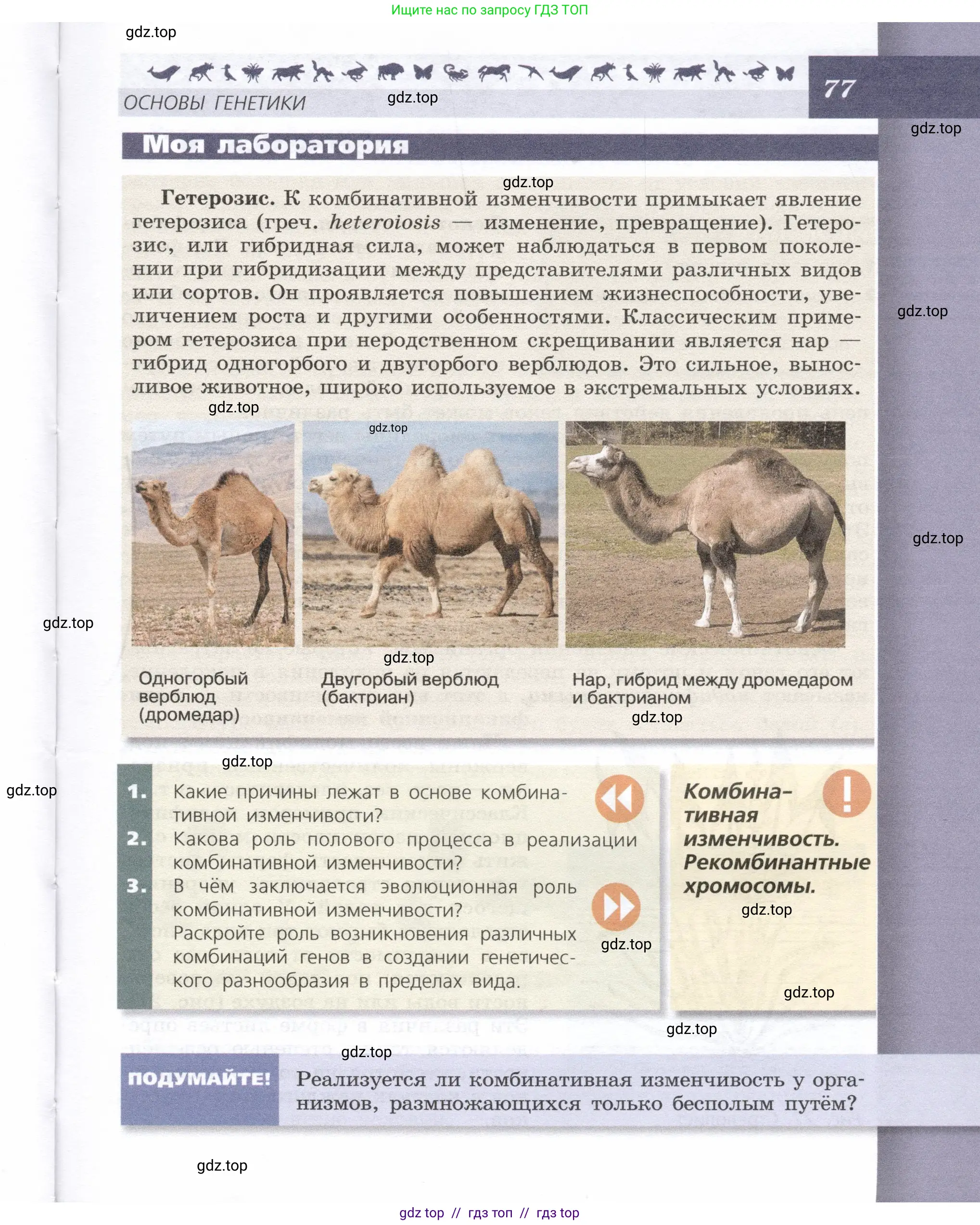 Биология, 9 класс Учебник, автор: Пасечник Владимир Васильевич, издательство Просвещение, Москва, 2019, страница 77