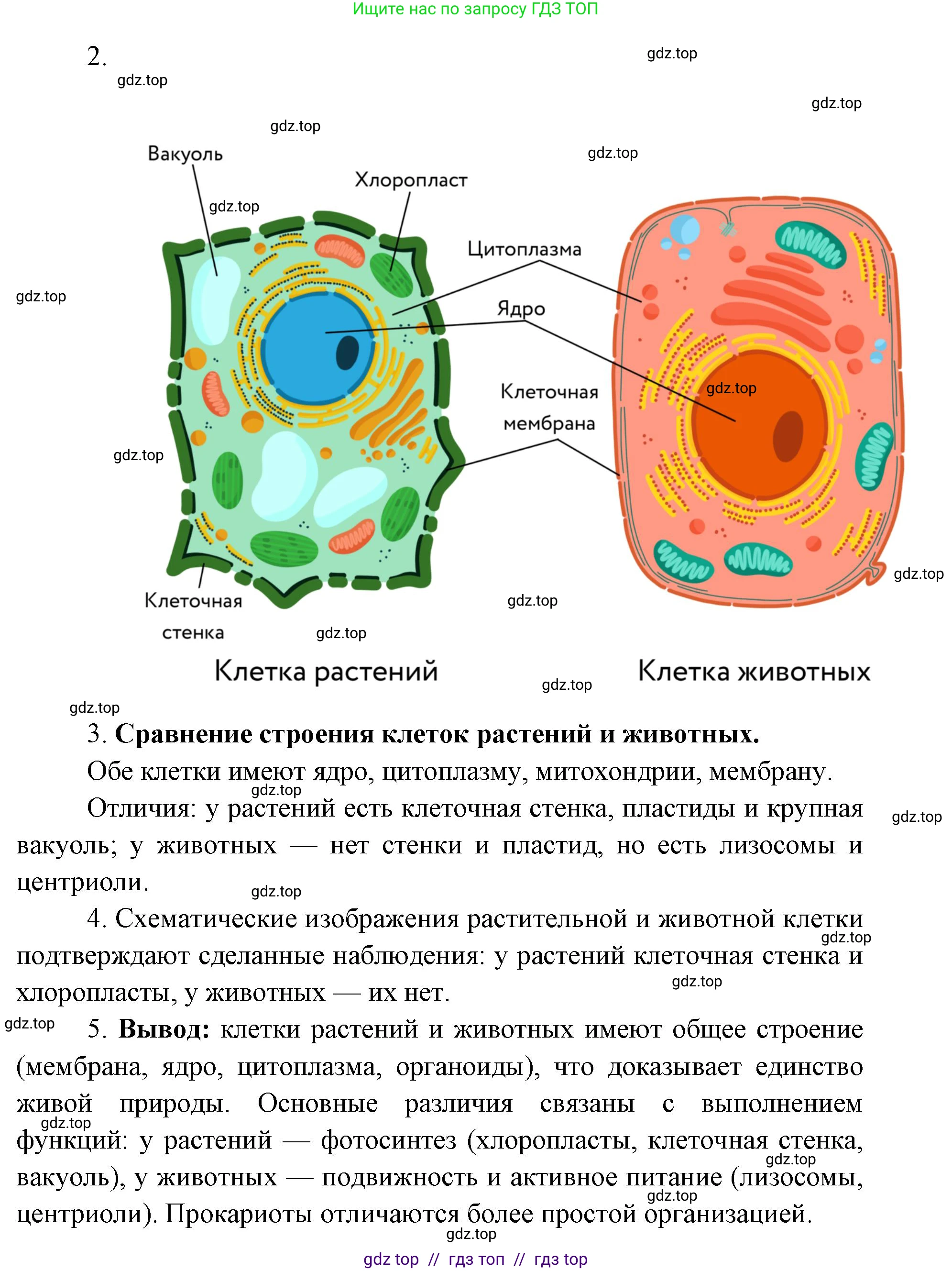 Биология, 9 класс Учебник, автор: Пасечник Владимир Васильевич, издательство Просвещение, Москва, 2019, страница 34, Решение (продолжение 2)