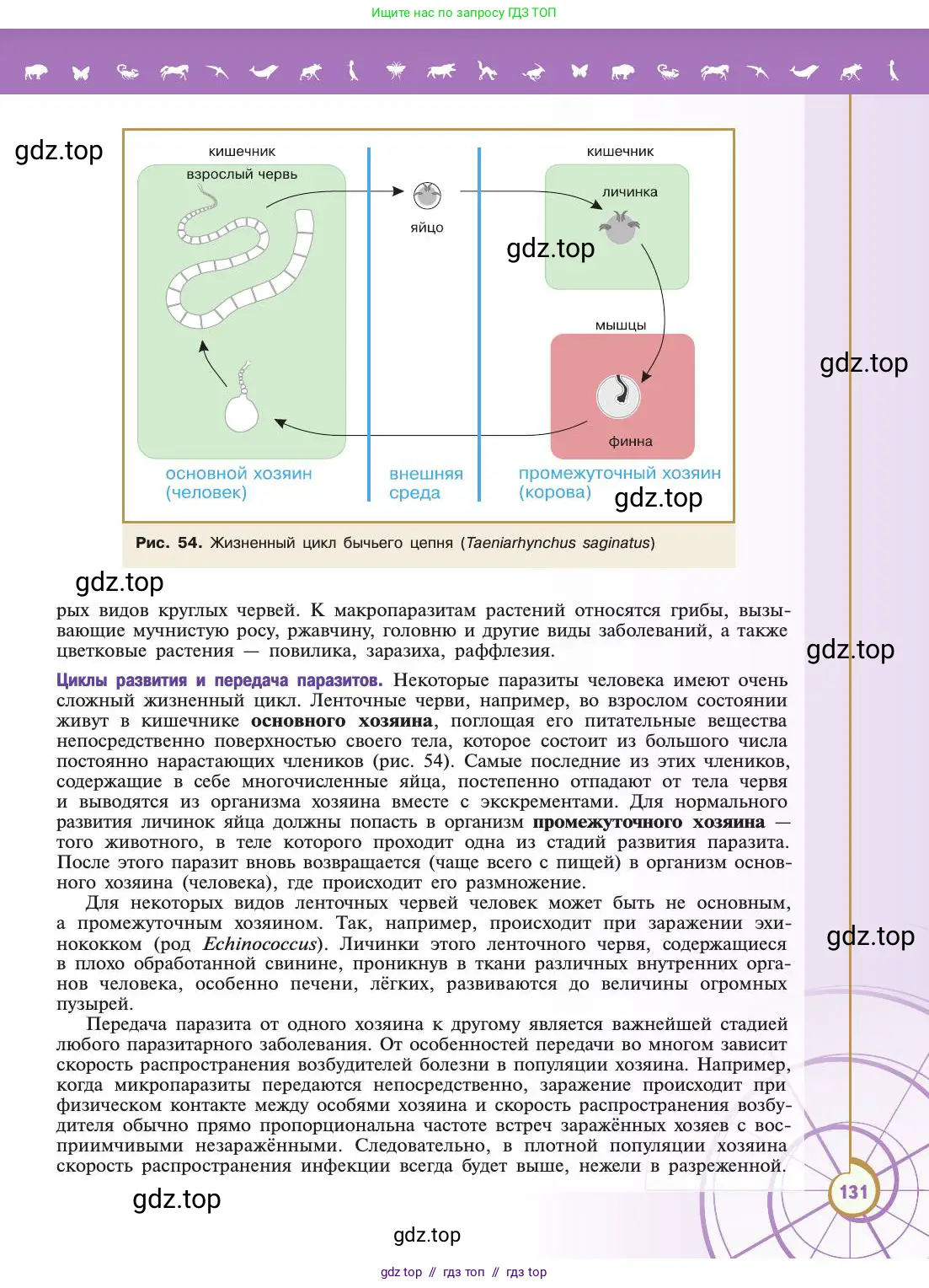 Биология, 11 класс Учебник, авторы: Пасечник Владимир Васильевич, Каменский Андрей Александрович, Рубцов Александр Михайлович, Швецов Глеб Геннадьевич, Абовян Леван Арташесович, Гапонюк Зоя Георгиевна, издательство Просвещение, Москва, 2019, страница 131