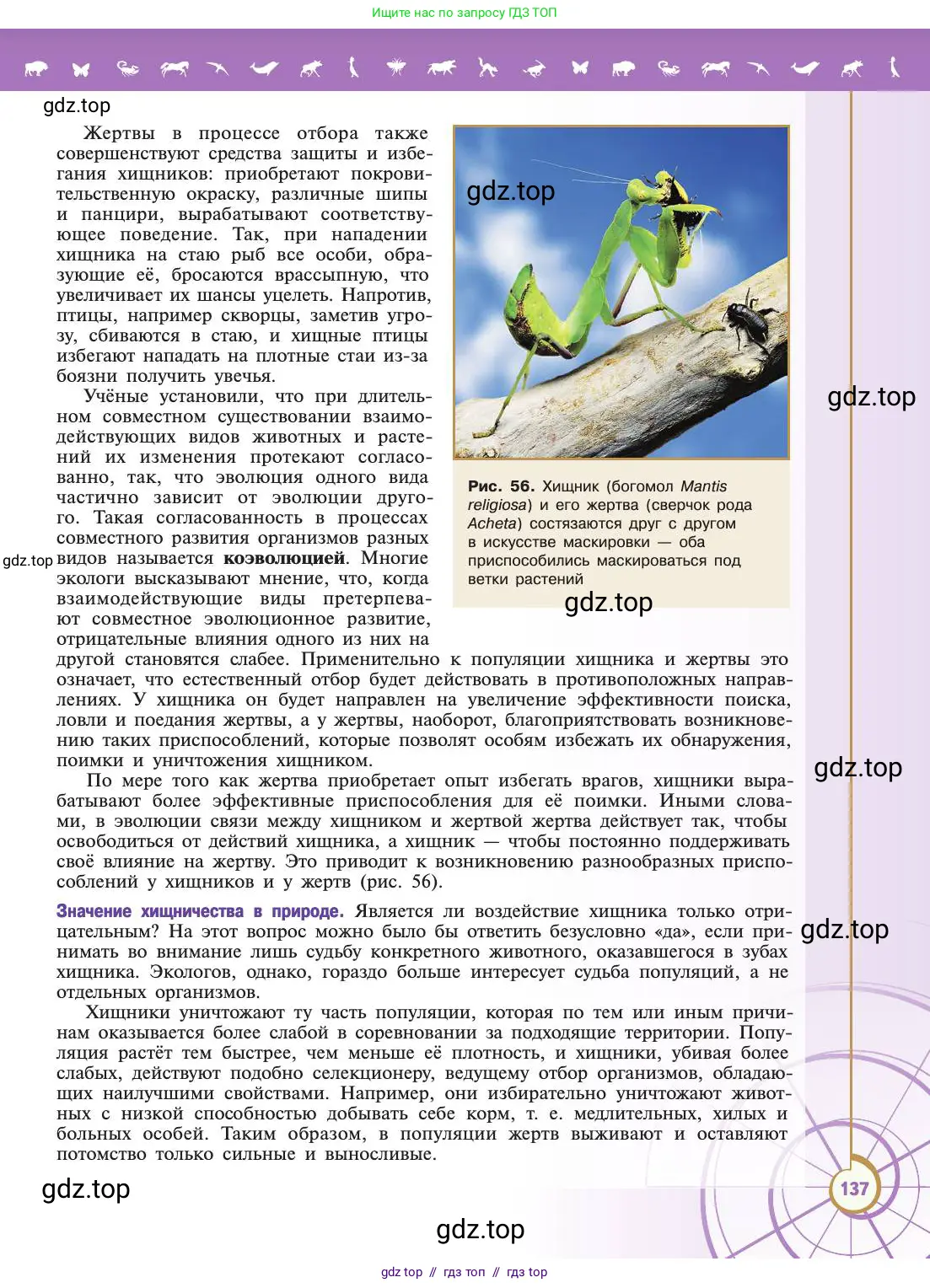 Биология, 11 класс Учебник, авторы: Пасечник Владимир Васильевич, Каменский Андрей Александрович, Рубцов Александр Михайлович, Швецов Глеб Геннадьевич, Абовян Леван Арташесович, Гапонюк Зоя Георгиевна, издательство Просвещение, Москва, 2019, страница 137