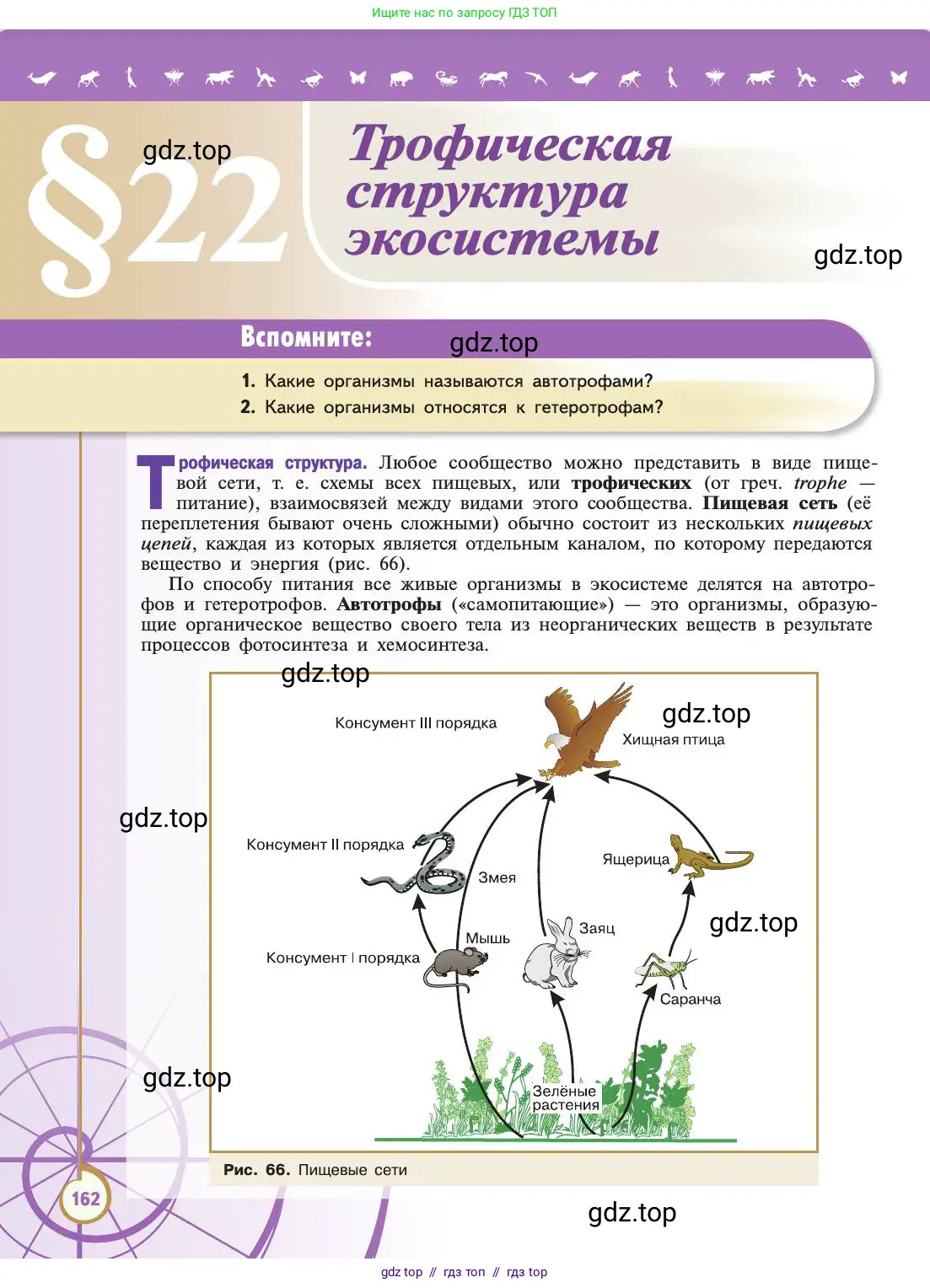 Биология, 11 класс Учебник, авторы: Пасечник Владимир Васильевич, Каменский Андрей Александрович, Рубцов Александр Михайлович, Швецов Глеб Геннадьевич, Абовян Леван Арташесович, Гапонюк Зоя Георгиевна, издательство Просвещение, Москва, 2019, страница 162
