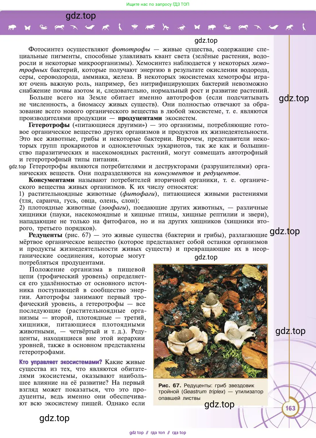 Биология, 11 класс Учебник, авторы: Пасечник Владимир Васильевич, Каменский Андрей Александрович, Рубцов Александр Михайлович, Швецов Глеб Геннадьевич, Абовян Леван Арташесович, Гапонюк Зоя Георгиевна, издательство Просвещение, Москва, 2019, страница 163