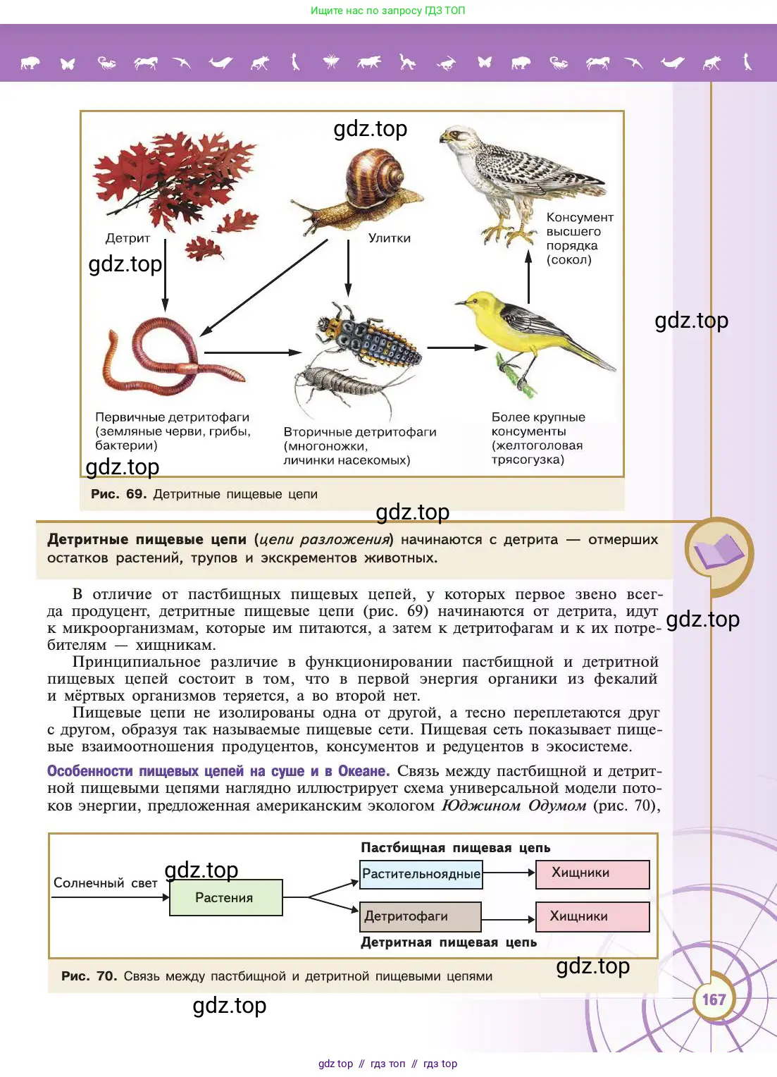 Биология, 11 класс Учебник, авторы: Пасечник Владимир Васильевич, Каменский Андрей Александрович, Рубцов Александр Михайлович, Швецов Глеб Геннадьевич, Абовян Леван Арташесович, Гапонюк Зоя Георгиевна, издательство Просвещение, Москва, 2019, страница 167