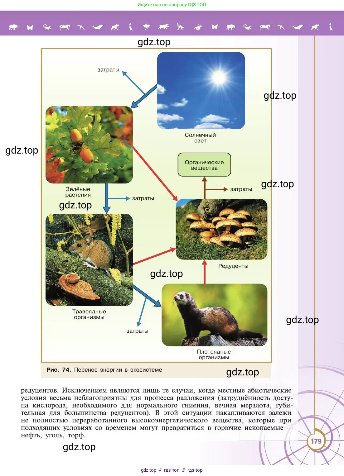 Биология, 11 класс Учебник, авторы: Пасечник Владимир Васильевич, Каменский Андрей Александрович, Рубцов Александр Михайлович, Швецов Глеб Геннадьевич, Абовян Леван Арташесович, Гапонюк Зоя Георгиевна, издательство Просвещение, Москва, 2019, страница 179