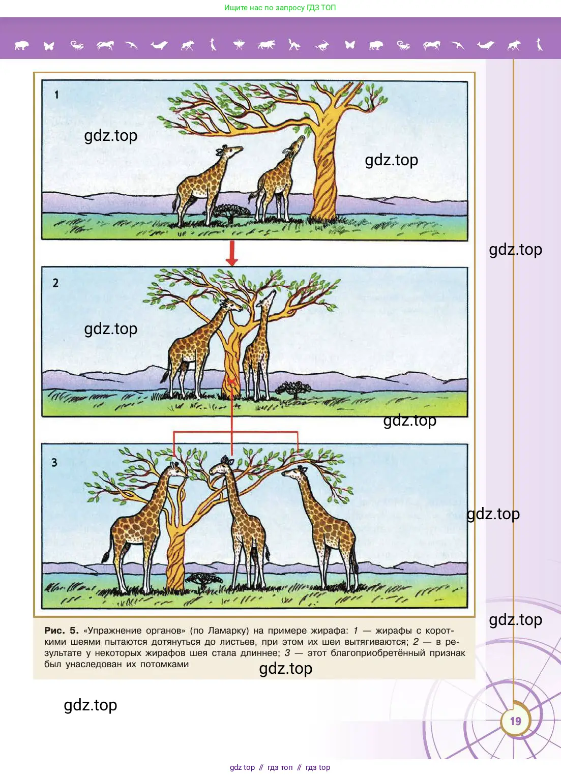 Биология, 11 класс Учебник, авторы: Пасечник Владимир Васильевич, Каменский Андрей Александрович, Рубцов Александр Михайлович, Швецов Глеб Геннадьевич, Абовян Леван Арташесович, Гапонюк Зоя Георгиевна, издательство Просвещение, Москва, 2019, страница 19