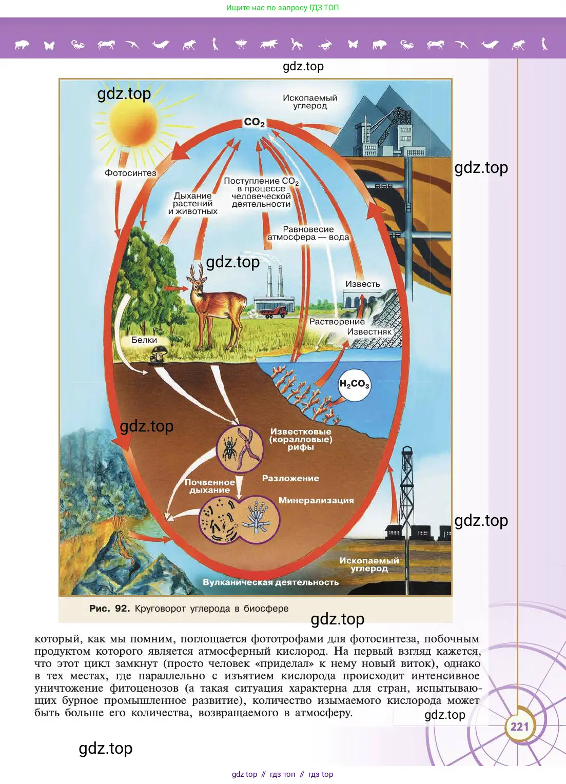 Биология, 11 класс Учебник, авторы: Пасечник Владимир Васильевич, Каменский Андрей Александрович, Рубцов Александр Михайлович, Швецов Глеб Геннадьевич, Абовян Леван Арташесович, Гапонюк Зоя Георгиевна, издательство Просвещение, Москва, 2019, страница 221