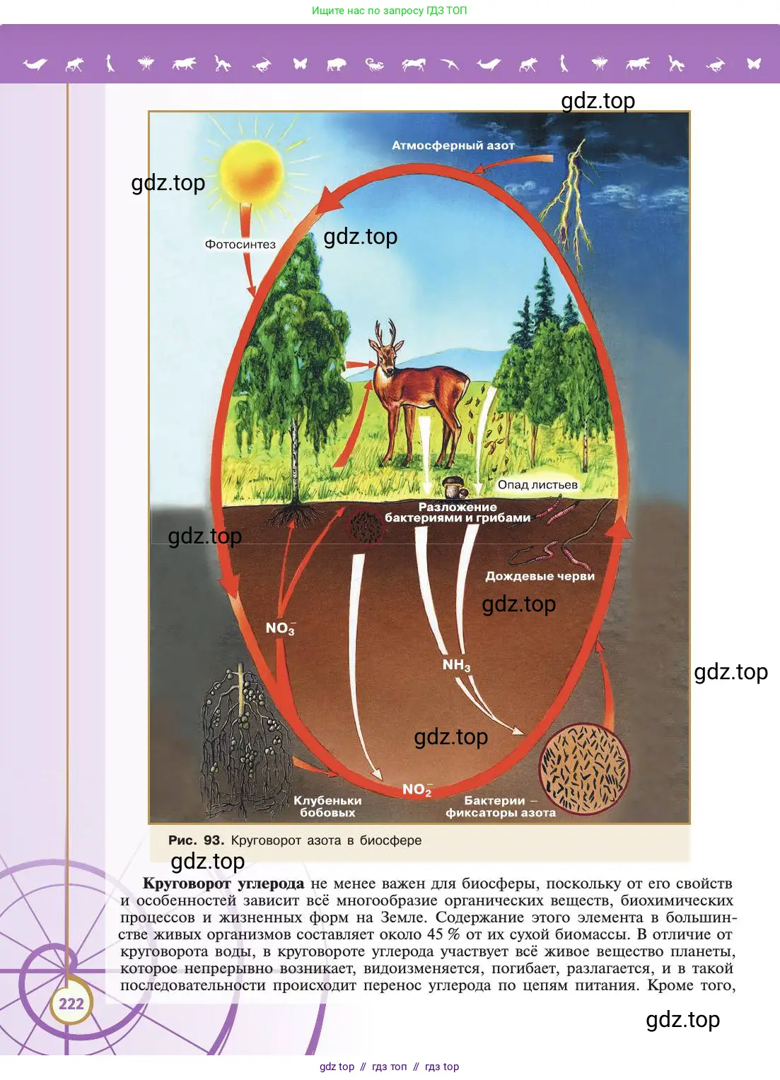 Биология, 11 класс Учебник, авторы: Пасечник Владимир Васильевич, Каменский Андрей Александрович, Рубцов Александр Михайлович, Швецов Глеб Геннадьевич, Абовян Леван Арташесович, Гапонюк Зоя Георгиевна, издательство Просвещение, Москва, 2019, страница 222