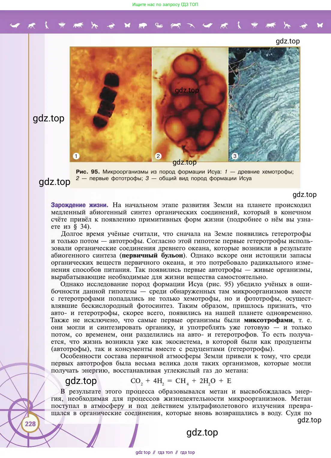 Биология, 11 класс Учебник, авторы: Пасечник Владимир Васильевич, Каменский Андрей Александрович, Рубцов Александр Михайлович, Швецов Глеб Геннадьевич, Абовян Леван Арташесович, Гапонюк Зоя Георгиевна, издательство Просвещение, Москва, 2019, страница 228