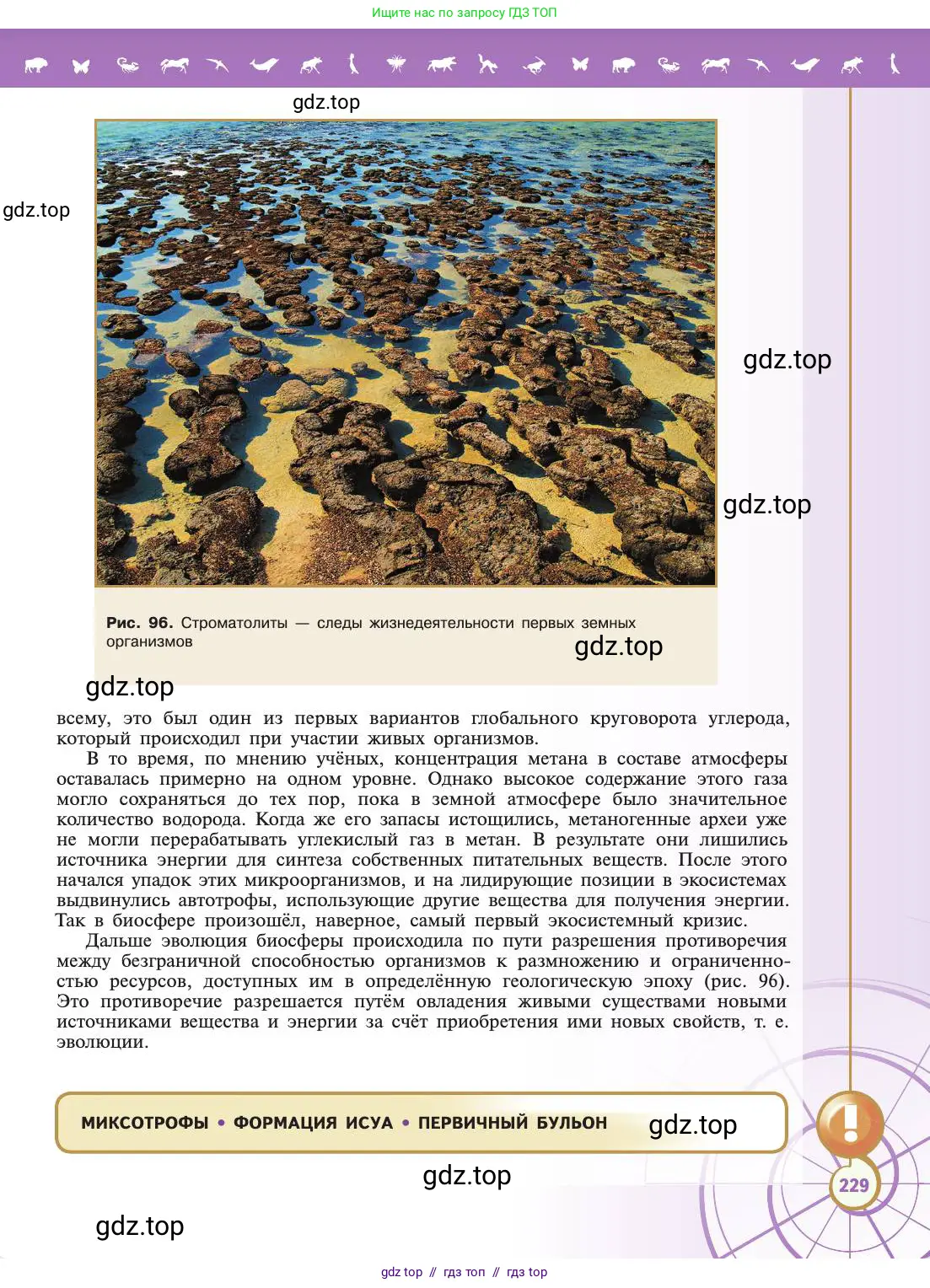 Биология, 11 класс Учебник, авторы: Пасечник Владимир Васильевич, Каменский Андрей Александрович, Рубцов Александр Михайлович, Швецов Глеб Геннадьевич, Абовян Леван Арташесович, Гапонюк Зоя Георгиевна, издательство Просвещение, Москва, 2019, страница 229