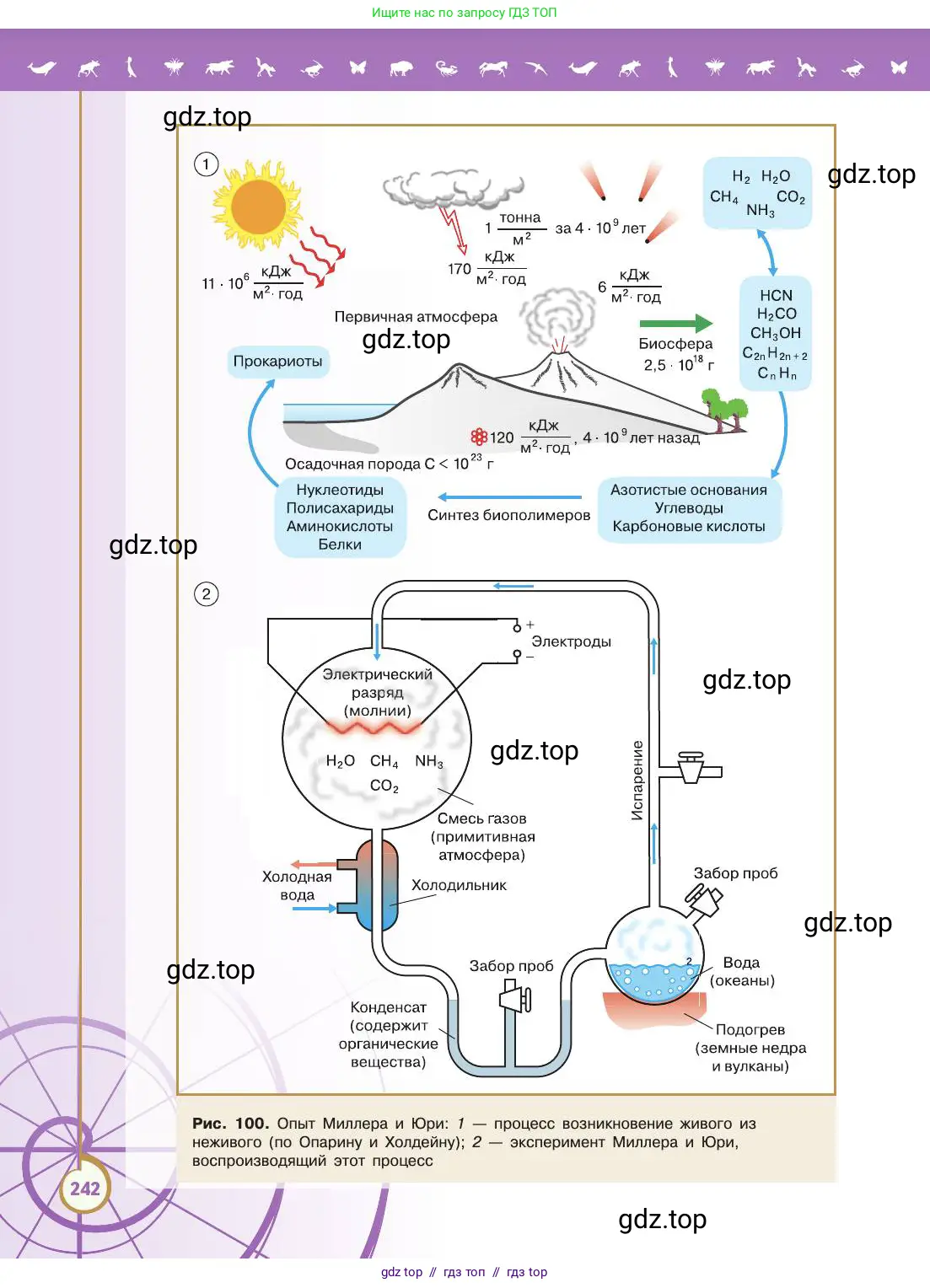 Биология, 11 класс Учебник, авторы: Пасечник Владимир Васильевич, Каменский Андрей Александрович, Рубцов Александр Михайлович, Швецов Глеб Геннадьевич, Абовян Леван Арташесович, Гапонюк Зоя Георгиевна, издательство Просвещение, Москва, 2019, страница 242