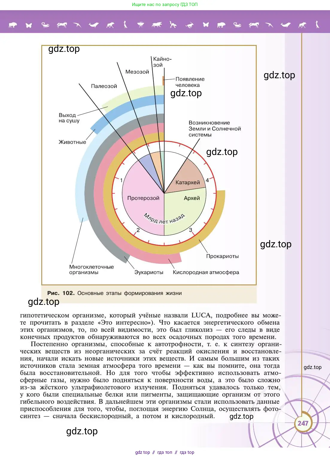 Биология, 11 класс Учебник, авторы: Пасечник Владимир Васильевич, Каменский Андрей Александрович, Рубцов Александр Михайлович, Швецов Глеб Геннадьевич, Абовян Леван Арташесович, Гапонюк Зоя Георгиевна, издательство Просвещение, Москва, 2019, страница 247