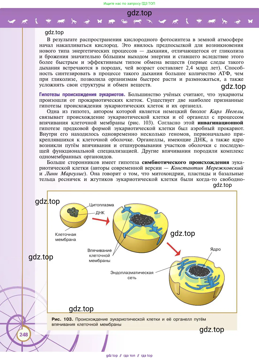 Биология, 11 класс Учебник, авторы: Пасечник Владимир Васильевич, Каменский Андрей Александрович, Рубцов Александр Михайлович, Швецов Глеб Геннадьевич, Абовян Леван Арташесович, Гапонюк Зоя Георгиевна, издательство Просвещение, Москва, 2019, страница 248