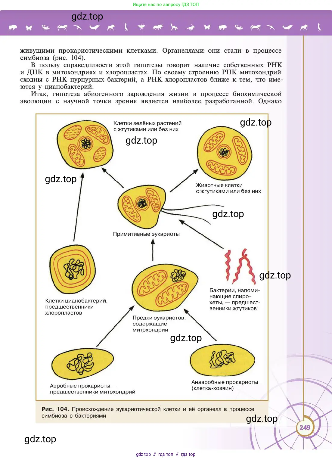 Биология, 11 класс Учебник, авторы: Пасечник Владимир Васильевич, Каменский Андрей Александрович, Рубцов Александр Михайлович, Швецов Глеб Геннадьевич, Абовян Леван Арташесович, Гапонюк Зоя Георгиевна, издательство Просвещение, Москва, 2019, страница 249