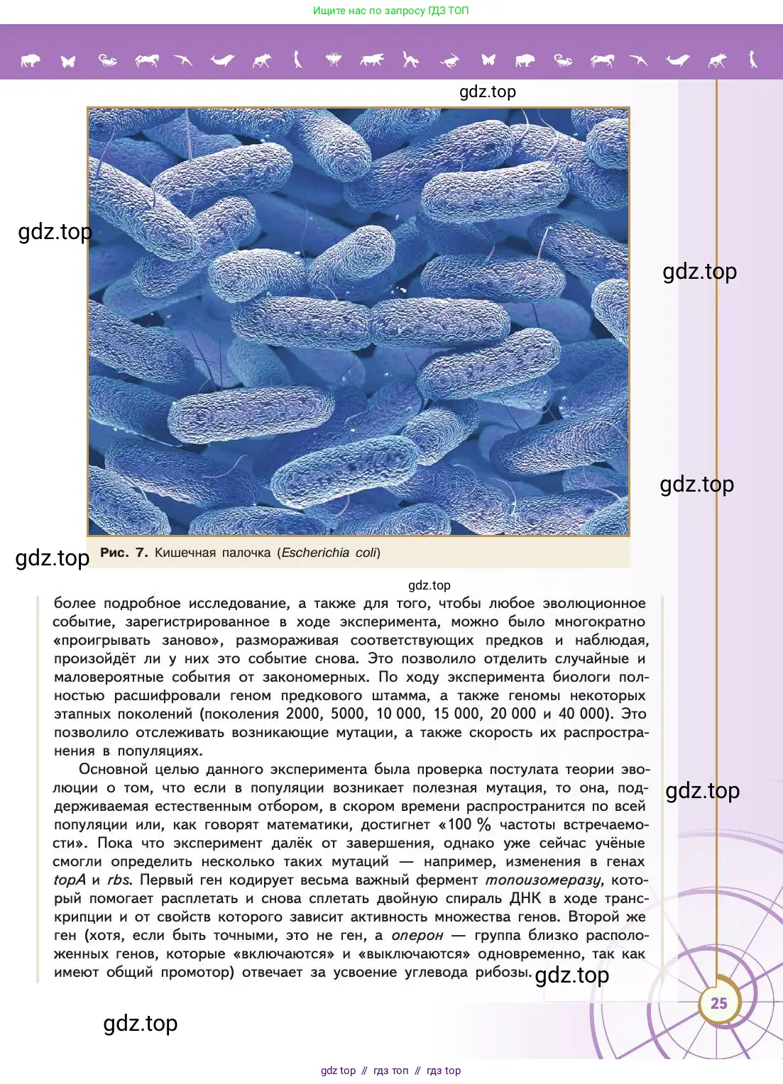 Биология, 11 класс Учебник, авторы: Пасечник Владимир Васильевич, Каменский Андрей Александрович, Рубцов Александр Михайлович, Швецов Глеб Геннадьевич, Абовян Леван Арташесович, Гапонюк Зоя Георгиевна, издательство Просвещение, Москва, 2019, страница 25